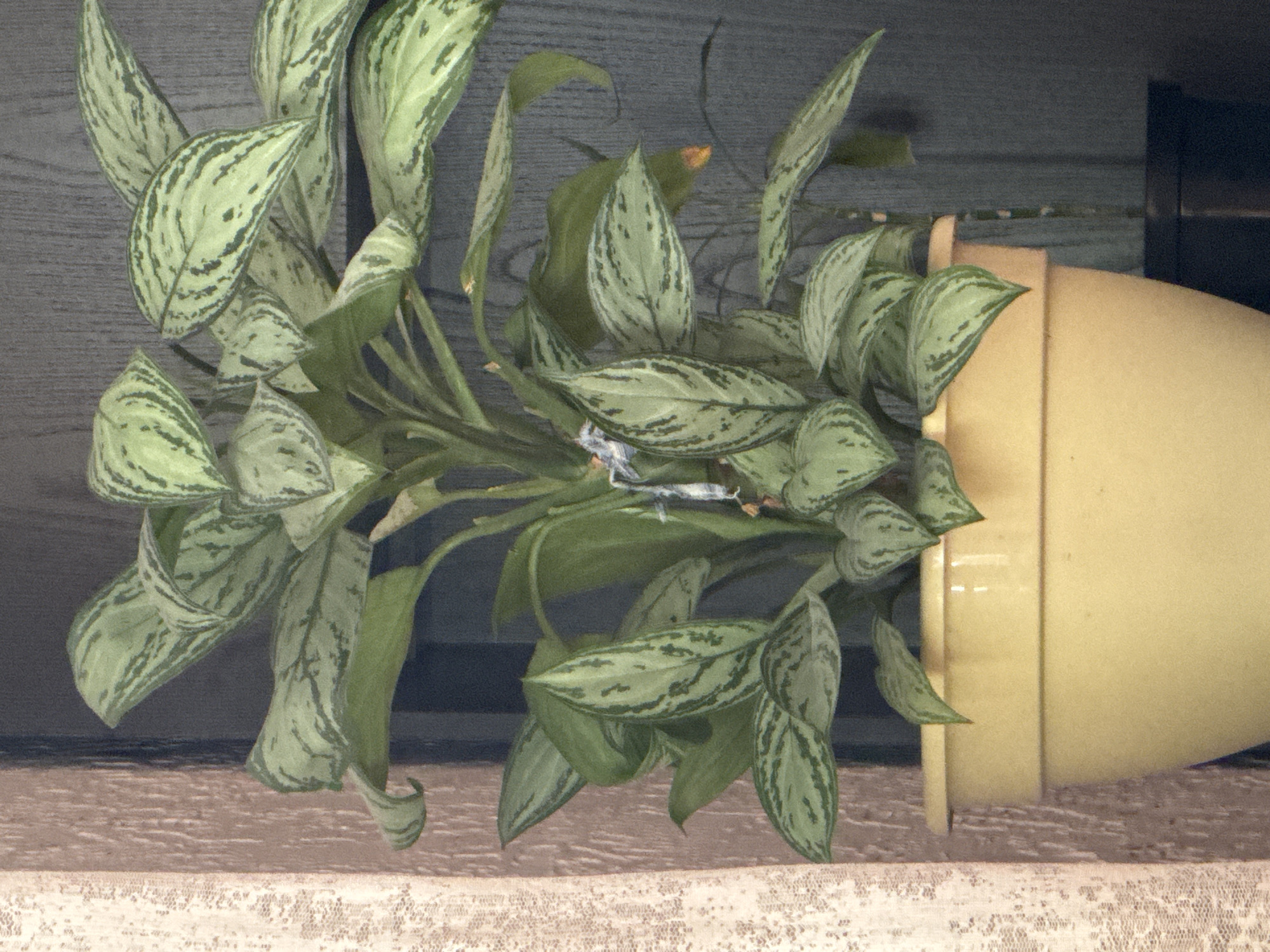 The image shows a potted Aglaonema plant with variegated green and silver leaves. The plant is in a pale yellow plastic pot. To the left of the pot is a textured, light brown curtain. Behind the plant is a dark gray, textured background that appears to be a wall or door. The scene is indoors, possibly in a home or office in Qonaev, Kazakhstan. There are no people or animals visible in the image.