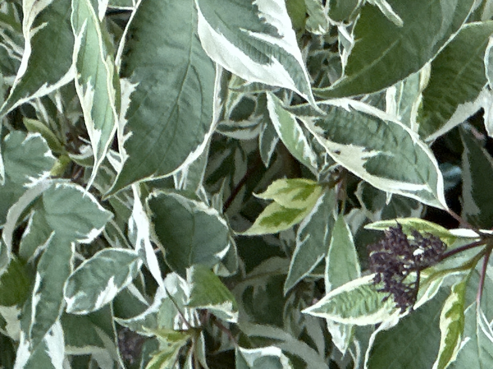 The image is a close-up, vertical shot of variegated green and white leaves. The leaves are ovate with pointed tips and serrated edges, some showing a prominent white margin. The overall impression is of dense foliage with some areas appearing darker due to shadow or the natural color of the leaves. In the lower left portion of the image, a cluster of dark, small buds or berries is visible on a thin stem. The background is a blur of darker greens and browns, suggesting other foliage or the ground beneath. There are no people, animals, or man-made structures depicted in the image. The image does not contain any information that would indicate its location in Podolsk, Russia, or any other specific geographical area.