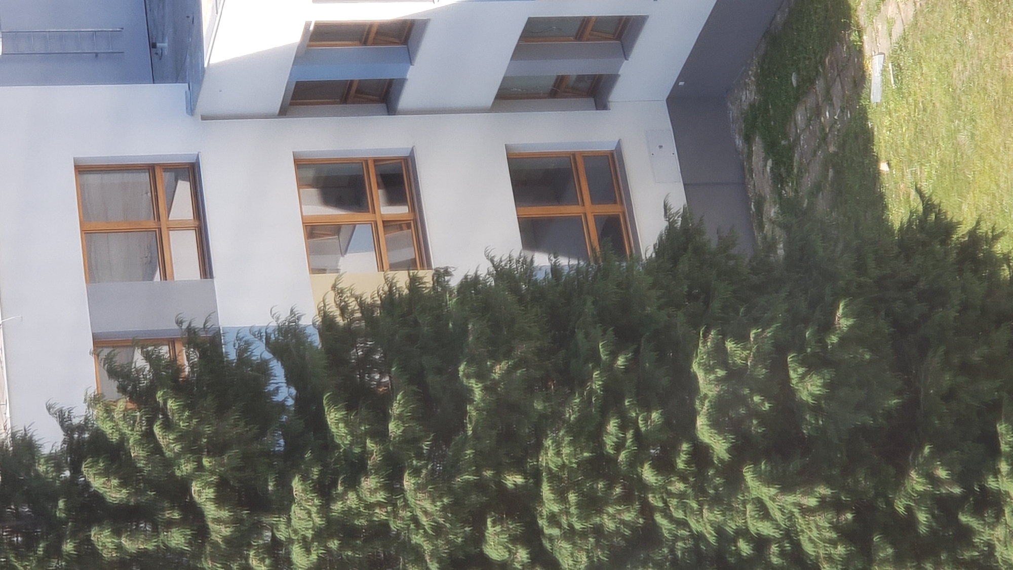 The image shows the side of a modern white building with multiple rectangular windows, each with wooden frames. A large, dense evergreen tree with dark green foliage is positioned to the left of the building, partially obscuring some of the windows. The ground in front of the building is covered with grass and a paved pathway. The scene appears to be an outdoor environment, possibly a residential or institutional area. There are no people visible in the image. The lighting suggests it is daytime. This image is located in Prešov, Slovakia.