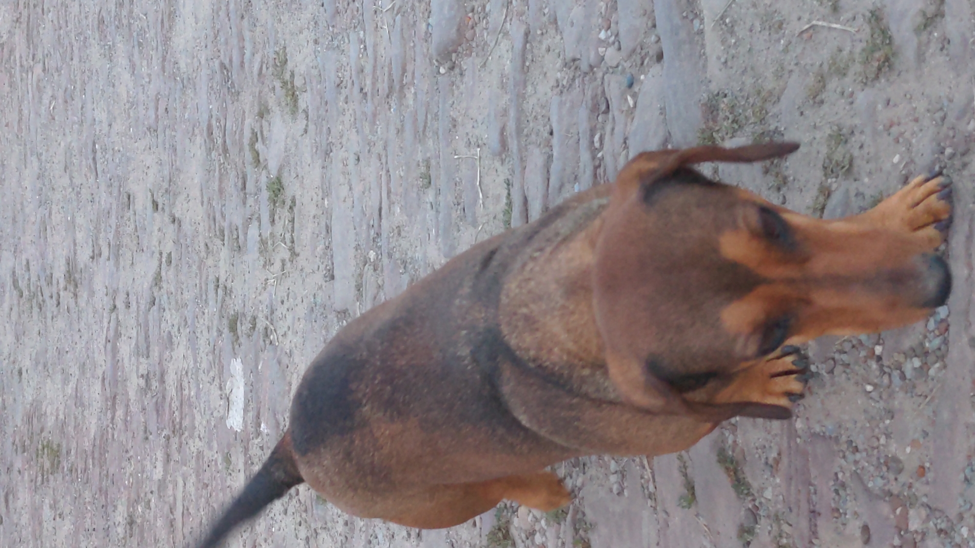 A tan and black dachshund is captured in a low-angle, close-up shot outdoors. The dog is positioned in the lower half of the frame, facing towards the right and looking downwards as if sniffing the ground. Its body is a rich tan with darker markings along its back. The dog's tail is visible and pointed upwards. The ground beneath the dog appears to be paved with irregular-shaped stones, possibly cobblestones, with scattered gravel and small patches of dry vegetation. The lighting suggests it is daytime. The image does not contain any identifiable landmarks or context to place it specifically within Zalishchyky, Ukraine.