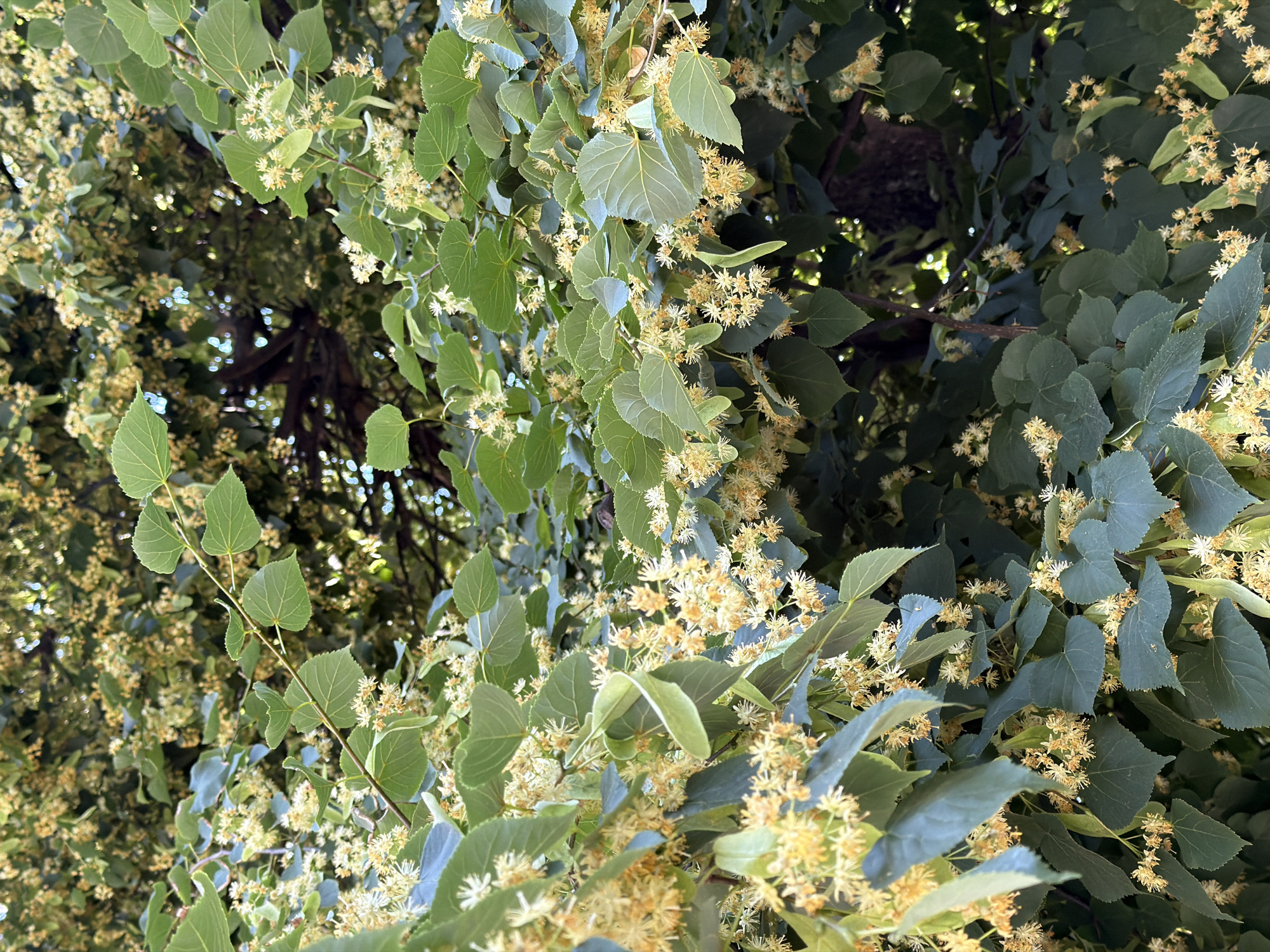 The image shows a close-up view of a linden tree in full bloom, likely in the city of Sofia, Bulgaria, given the context. The branches are laden with small, fragrant, pale yellow flowers and heart-shaped green leaves. Sunlight filters through the dense foliage, creating dappled light and shadow. The background is a blur of more leaves and branches, with hints of a darker, possibly wooden structure or trunk visible deeper within the tree. There are no people or animals visible in the frame. The overall impression is one of natural abundance and the vibrant life of a tree in its flowering season.