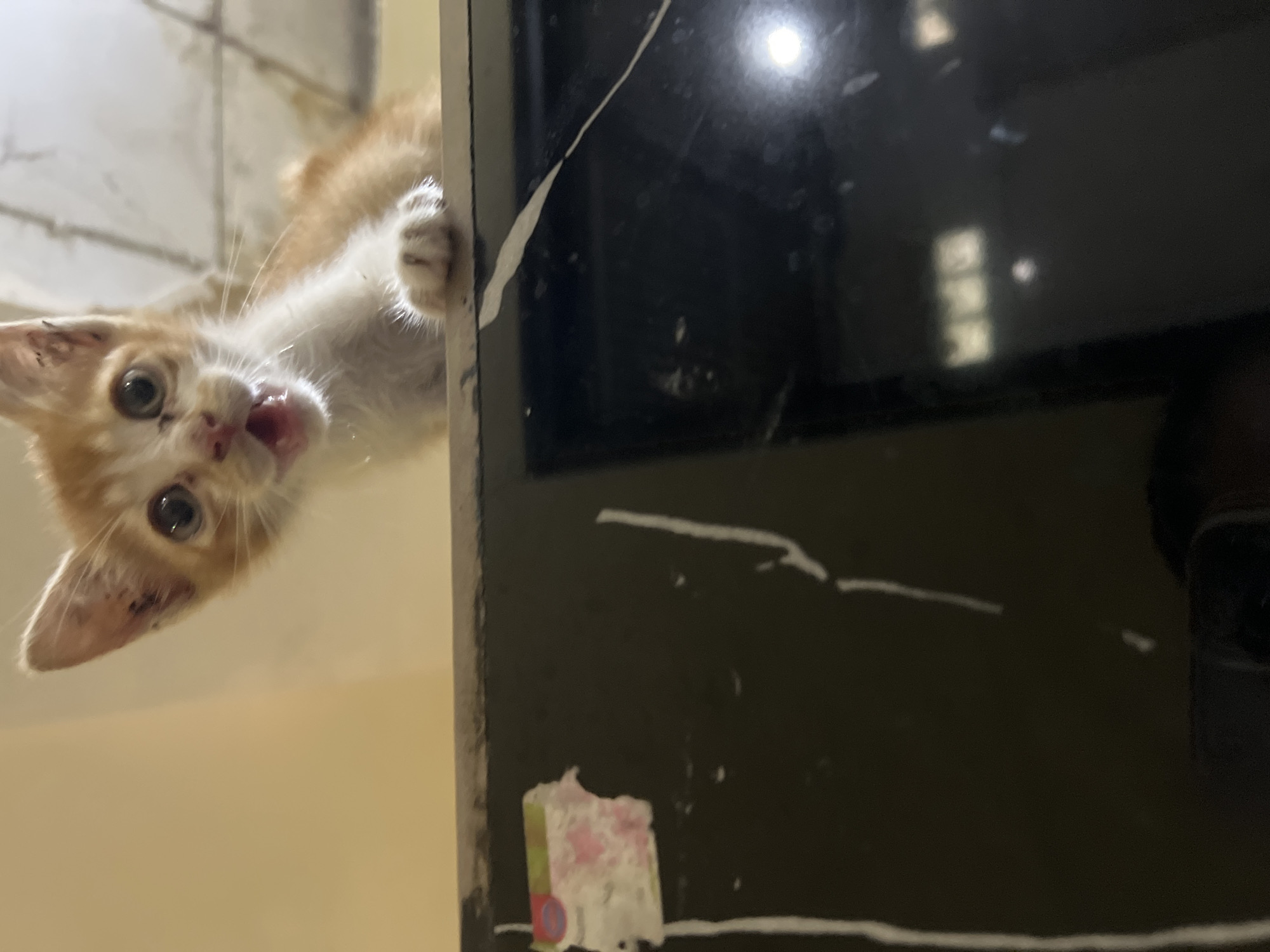 A young orange and white kitten is peering over the edge of a dark, flat surface, likely the top of a television or computer monitor. The kitten is looking directly at the camera with its mouth slightly open, appearing surprised or vocalizing. Its fur is somewhat disheveled, and there are visible dark spots on its ears. The background is a light yellow wall with some indistinct ceiling details. The dark surface below the kitten has white streaks and a torn sticker on the left side. The image is taken from a low angle, emphasizing the kitten's perspective from above. This scene is not specifically located in Klapanunggal, Indonesia, as no identifiable landmarks or contextual clues indicate this specific location.