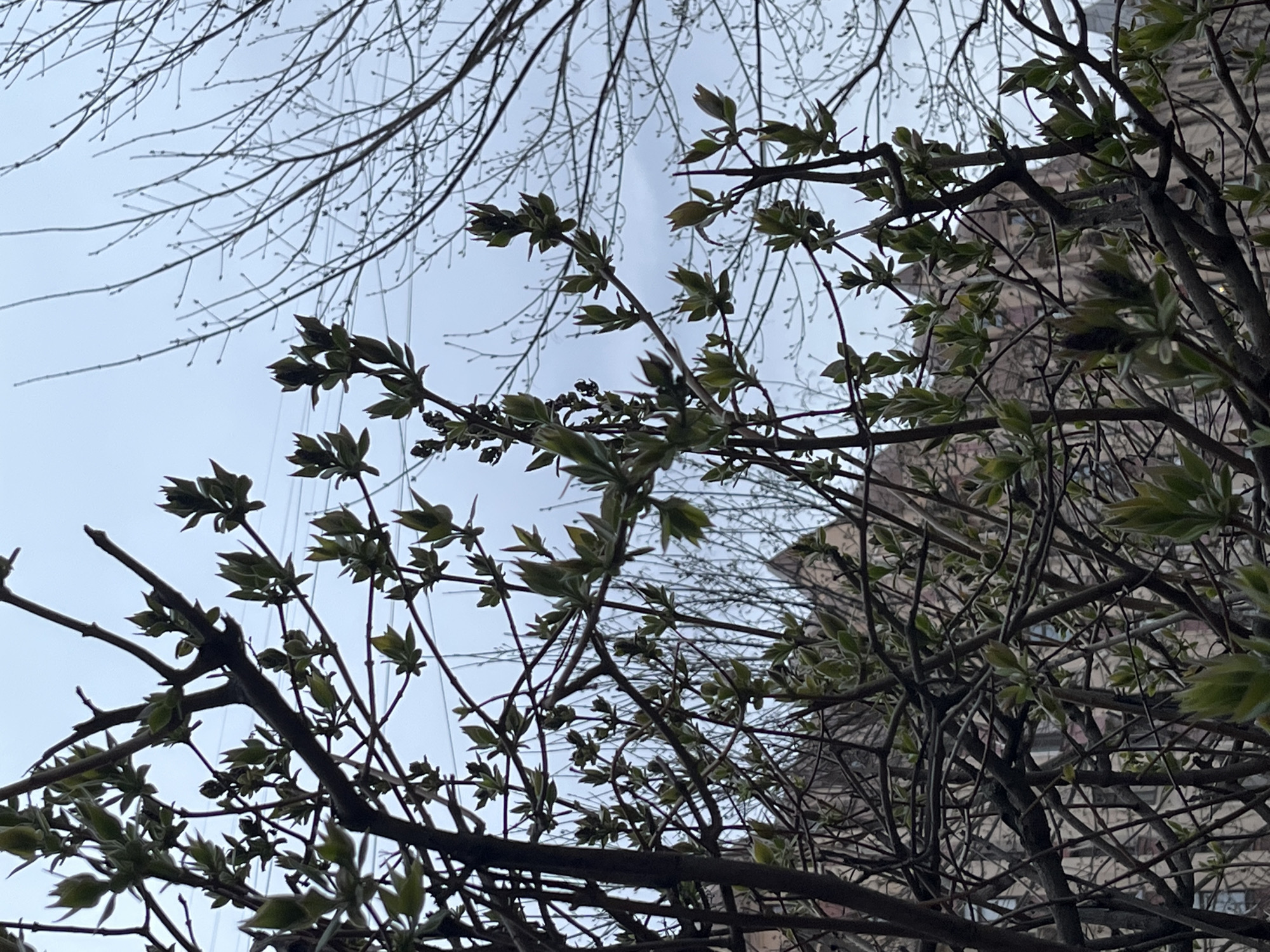 The image captures a view looking up through the branches of trees, some with budding green leaves, against a pale, overcast sky. In the background, a light-colored building with multiple windows can be seen partially obscured by the branches. The location is Unknown, Unknown. The scene depicts early spring vegetation in an urban setting. There are no people visible in the image.