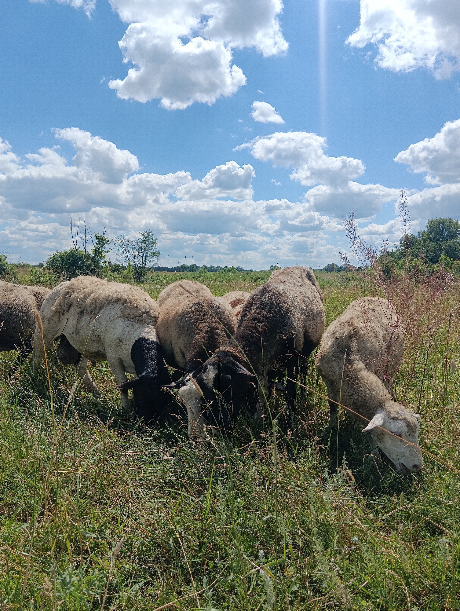 A group of sheep graze in a grassy field under a blue sky dotted with white, fluffy clouds. The sheep are of various colors, including white, black, and brown. Some have black faces and legs, while others are entirely white. They are clustered together, with their heads down, eating grass. The field is covered in tall, green grass and some dry, brown stalks. In the background, trees and foliage are visible, suggesting a rural or park-like setting. The sun is shining, casting a slight glare in the upper right portion of the image. The scene appears to be a peaceful pastoral setting.
