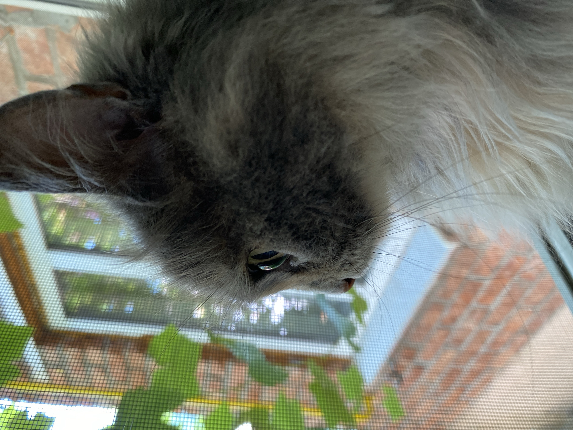 A close-up, profile view of a gray and white fluffy cat looks out a window from inside a building. The cat's face is to the left, with its eye focused on something outside. Through the window, a brick wall and green foliage are visible, suggesting an outdoor environment. The foreground is dominated by the cat's fur and the window screen. The scene is set within the city of Kushchovskaya, Russia.