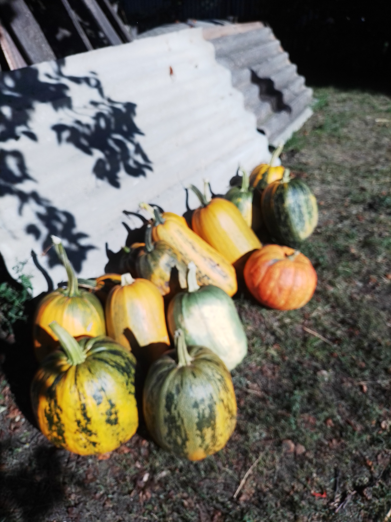 A collection of pumpkins and gourds of various shapes and colors are scattered on the ground in front of a corrugated metal structure. The pumpkins are mostly orange, yellow, and green, with some exhibiting striped patterns. The ground is covered in grass and fallen leaves. In the background, the corrugated metal structure leans against what appears to be wooden planks. Shadows from overhead foliage are cast on the metal structure, suggesting an outdoor setting, possibly a garden or yard. The scene is located in Ustyvytsia, Ukraine.