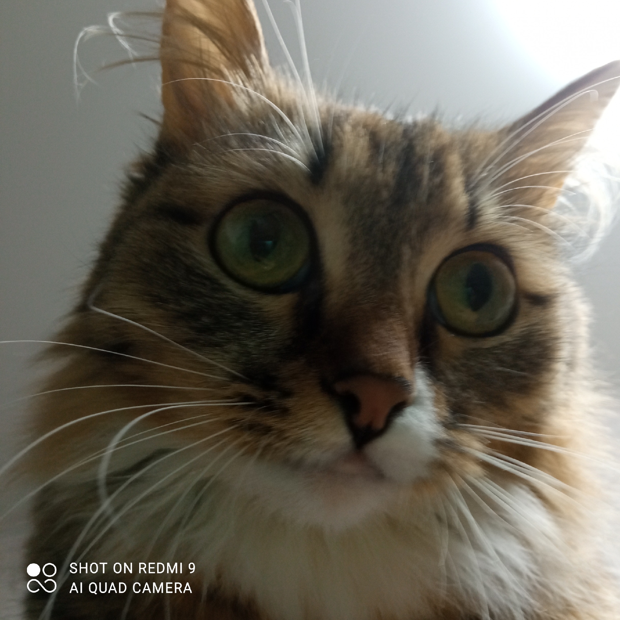 A close-up, low-angle shot focuses on a cat's face. The cat has green eyes, brown and tan fur, and a pink nose. The cat's expression appears alert, as it is looking upward. A white background is out of focus behind the cat. At the bottom left of the image, text reads "SHOT ON REDMI 9 AI QUAD CAMERA". The image location is Chaikovsky, Russia.