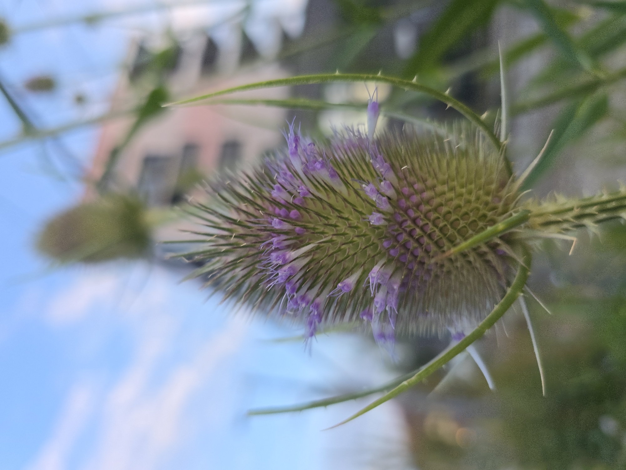 A close-up, eye-level shot focuses on a wild teasel flower, its spiky head adorned with delicate purple florets. The flower is positioned slightly off-center to the right, with its thorny stem arching to the left. In the blurred background, a building with a pink facade and grey windows is visible under a pale blue sky with scattered white clouds. The overall scene suggests an urban setting, potentially within the city of Munich, Germany, where such wildflowers can grow in parks or undeveloped areas. The lighting is natural, indicating it was taken during daylight hours. There are no people or animals present in the image.