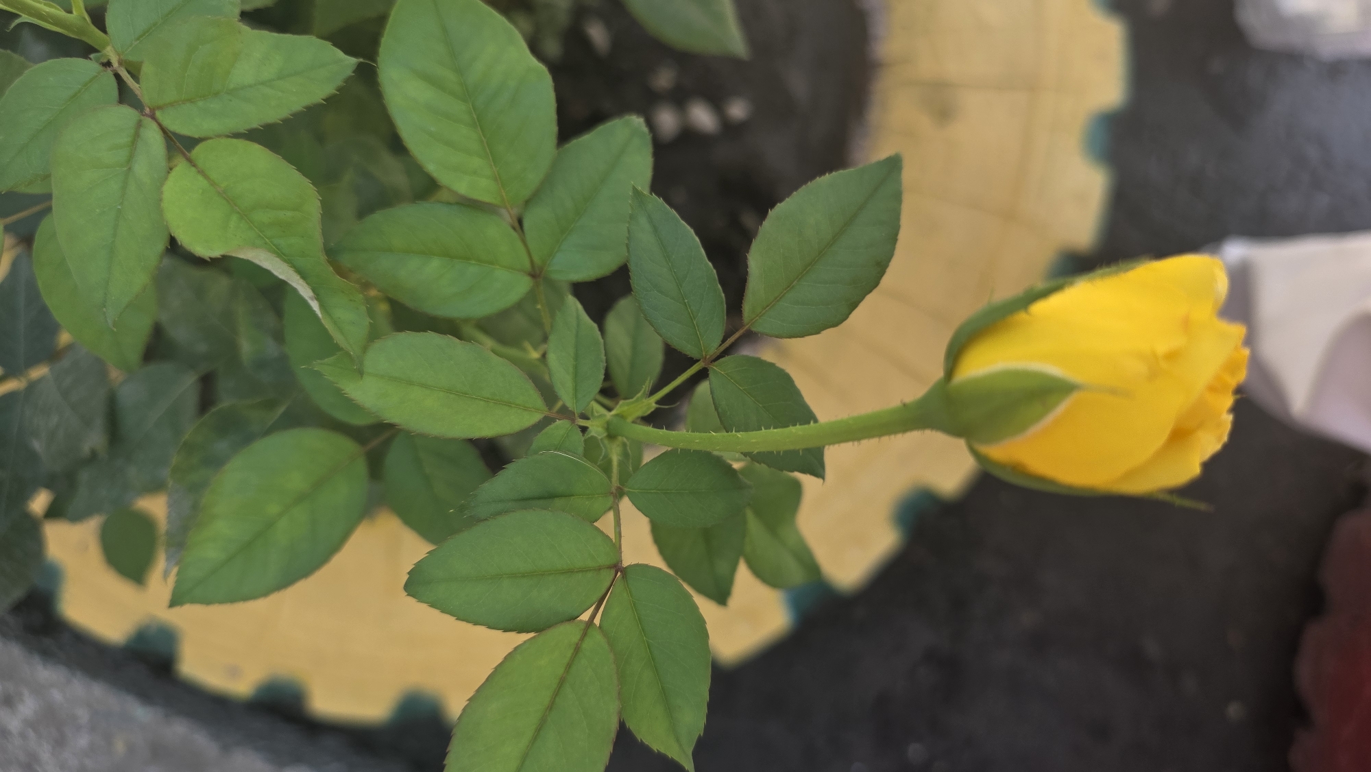 A close-up, top-down shot of a single, unopened yellow rose bud hangs from a thorny stem surrounded by lush green leaves. The background features a blurred, textured pattern of yellow and gray, possibly a planter or garden feature. The scene appears to be an outdoor setting in Tokmok City, Kyrgyzstan.