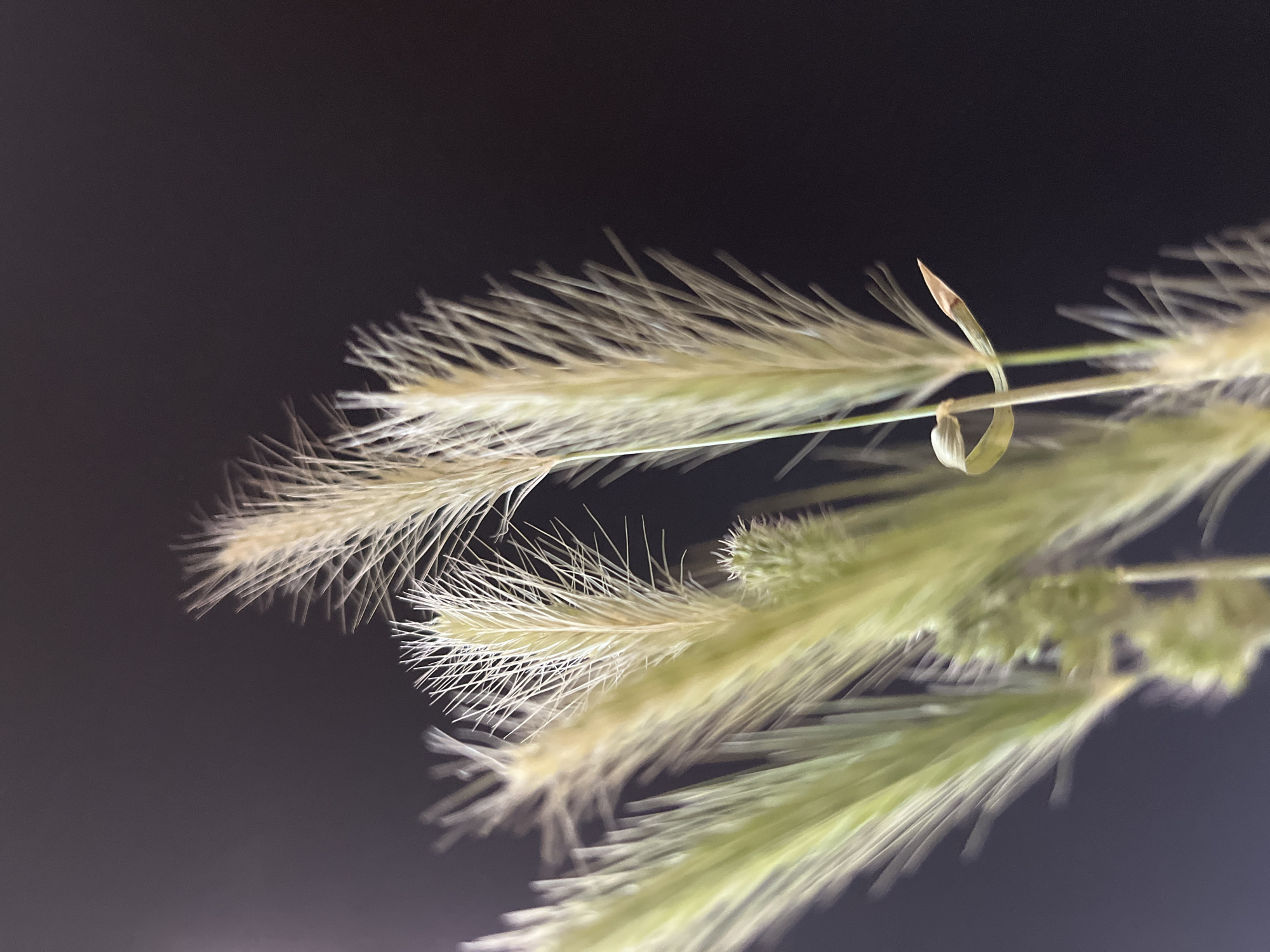 This image is a close-up shot of dried foxtail grass against a dark, blurred background. The foxtails are light brown and cream-colored with feathery bristles. Some of the grass stalks are green and appear to be in an earlier stage of drying. One stalk has a delicate loop shape. The lighting is focused on the grasses, highlighting their texture and details. The background is a deep, uniform dark gray or black, suggesting an indoor setting or a night shot with artificial lighting. There are no people or any identifiable environmental features of Krasnyye Barrikady, Russia, present in the image.