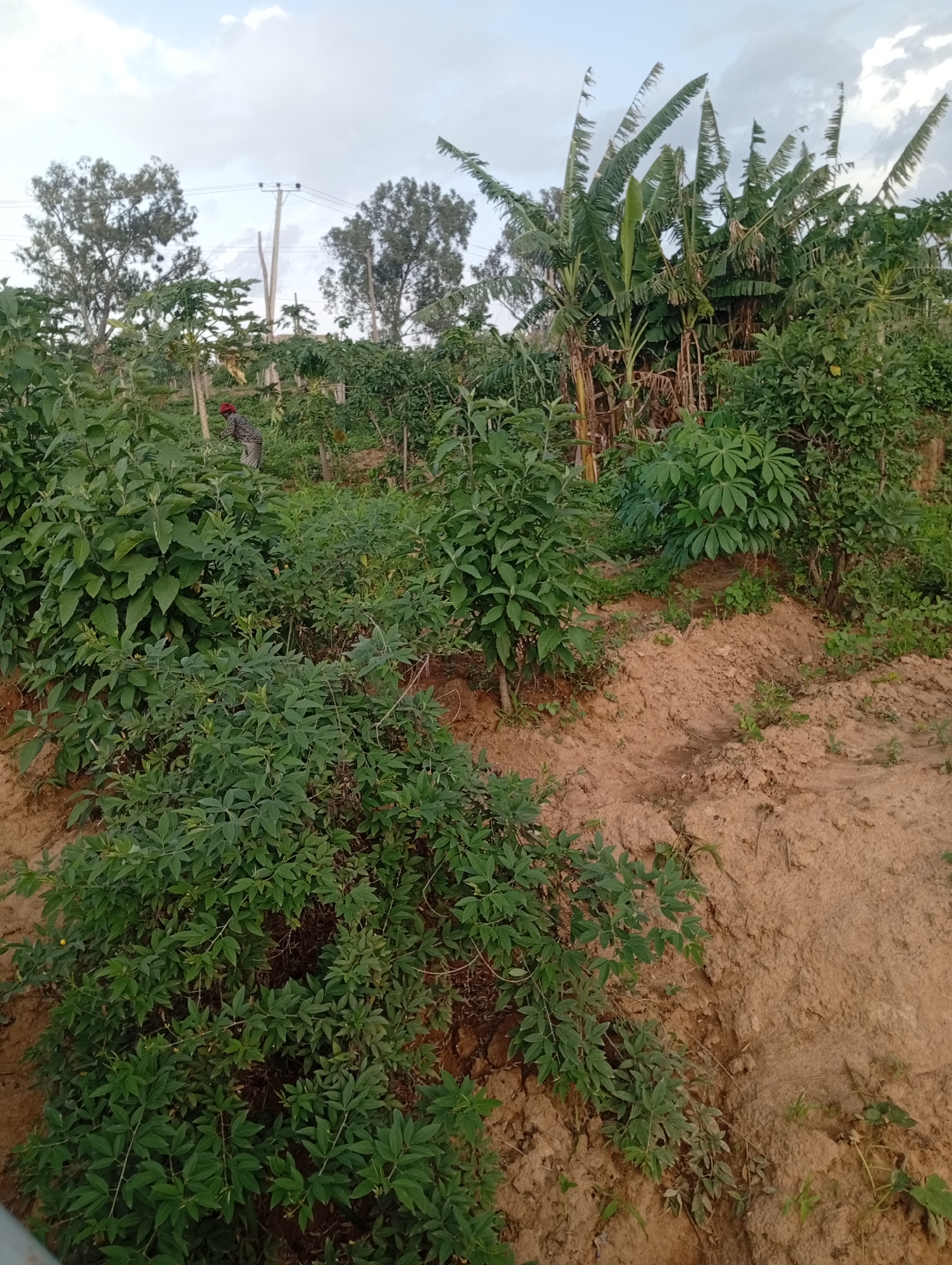 The image shows a rural agricultural scene in Rafin Par, Nigeria. In the foreground, a person wearing a red head covering and a patterned shirt is bent over, appearing to work in a field of green plants. The field is characterized by lush vegetation and irregular, sandy soil banks.
Behind the foreground plants, the landscape opens up to reveal more crops, including what appear to be banana trees with their distinctive large leaves. In the background, tall trees and electrical poles with wires suggest the presence of a settlement or infrastructure nearby.
The sky is overcast with clouds, indicating a potentially dull or stormy weather condition, but the lighting suggests it is daytime. The overall impression is one of agricultural activity in a natural, somewhat untamed environment. There is no visible text in the image.
