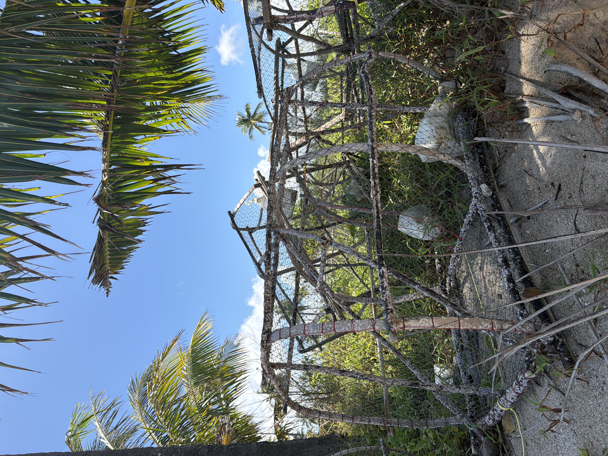 This image depicts a rustic, weathered fish trap, likely made of wood and netting, sitting amidst lush green vegetation and sandy ground. The trap is cylindrical and appears to be homemade, with various branches and netting forming its structure. White, possibly plastic, objects are visible inside the trap. In the background, palm trees with green fronds sway under a clear blue sky dotted with a few white clouds. The scene suggests a tropical or coastal environment, potentially in or near a city like Bang Muang, Thailand, given the presence of palm trees and the general aesthetic. The overall impression is one of a natural setting with evidence of human activity related to fishing.