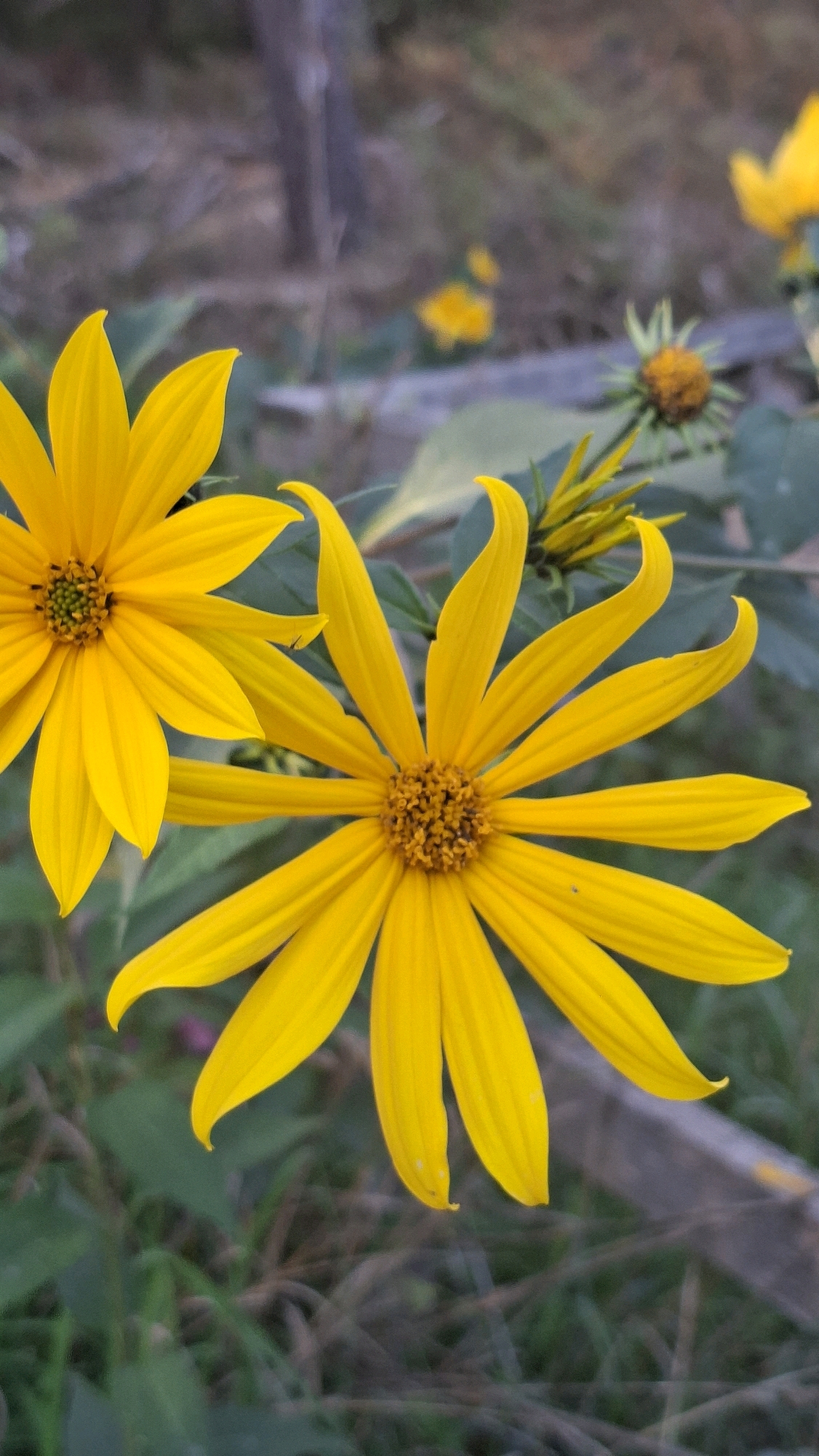 A close-up, vertical shot focuses on two yellow flowers with delicate petals. The flower on the left is slightly out of focus and shows its center with green-yellow stamens. The flower on the right is in sharp focus, displaying its intricate brown and yellow center and numerous elongated, curved yellow petals. A bud of a similar flower is visible behind and slightly to the right of the right flower. The background is softly blurred, showing patches of green grass, dry brown organic matter, and a hint of a wooden structure. The scene appears to be outdoors, possibly in a garden or a natural setting within Winkelhaid, Germany, given the context provided.