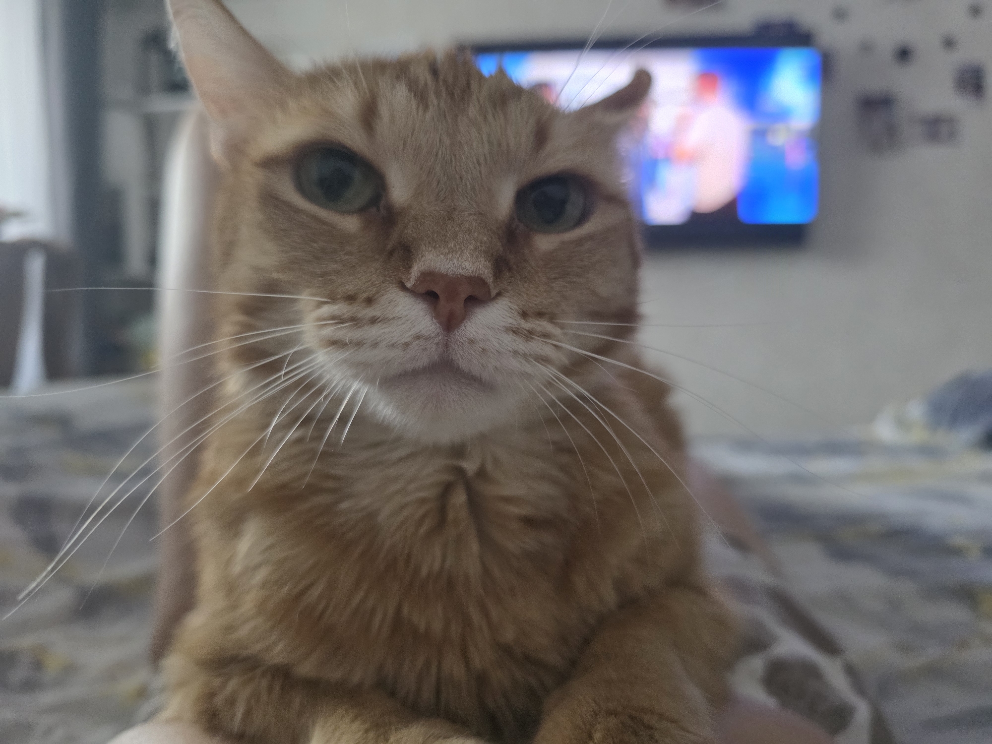 A close-up shot depicts an orange tabby cat with green eyes. The cat is the primary subject, facing the camera. Its nose is pink, and its whiskers are white and prominent. Behind the cat, slightly out of focus, a television displays an image with blue and white tones. The background also includes a light-colored wall with some blurred objects. The cat appears to be sitting or lying down on a surface with a gray and white patterned texture. The image does not contain information to verify the location.
