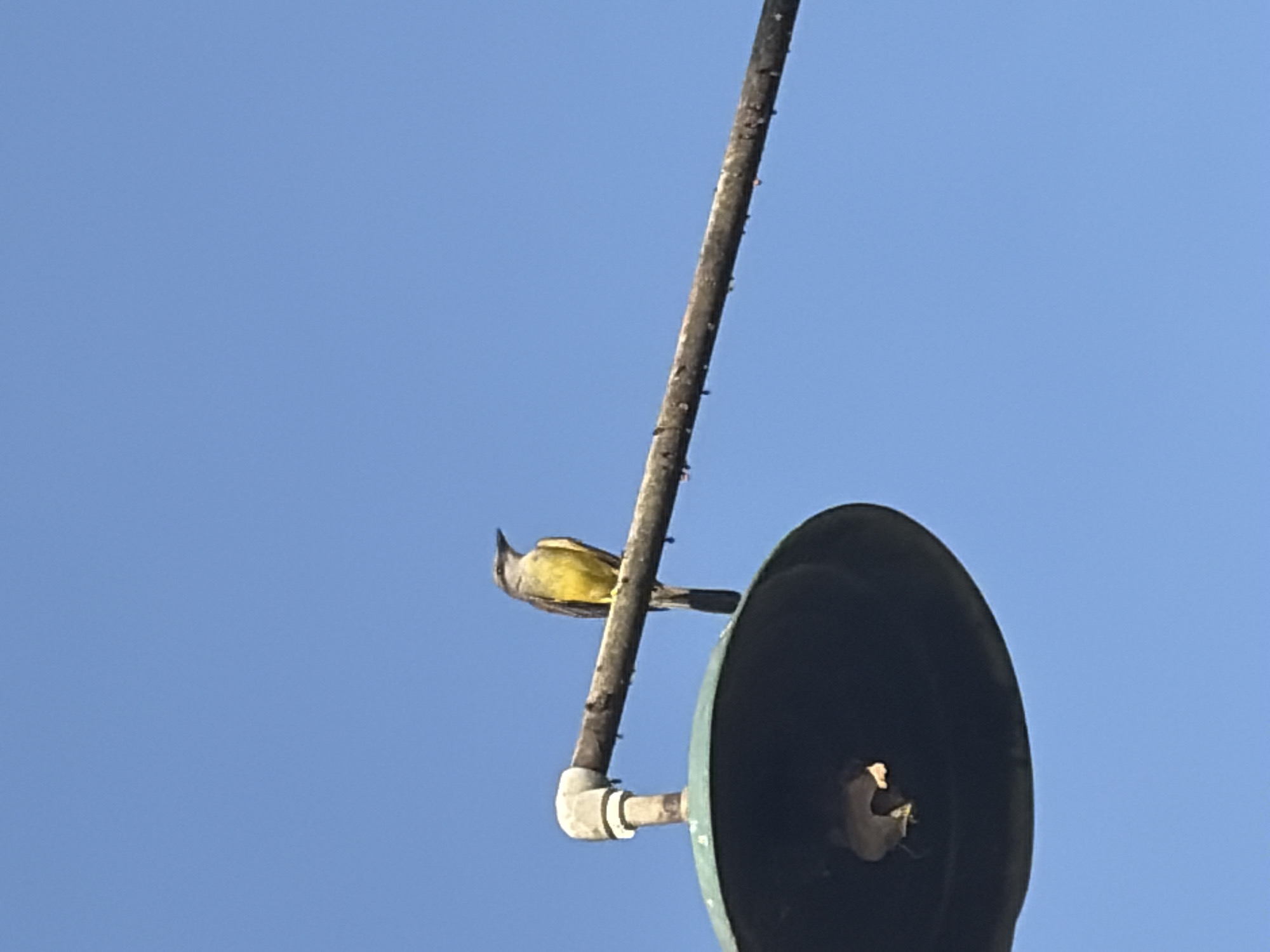 The image captures a bird perched on a metal pole against a clear, vibrant blue sky. The bird, viewed from its left side, exhibits a grey head and back, contrasted with a bright yellow belly and undertail feathers. It has a slightly raised crest or cap and a slender, pointed beak. The bird is positioned on the pole, looking upwards and towards the left side of the frame.
The metal pole, weathered and appearing textured with small, dark protrusions, extends diagonally from the lower right to the upper middle of the frame. Below the bird, the pole connects to a white pipe elbow fitting, which then leads to a large, dark, bell-shaped object. This object, possibly a speaker or a component of a street light, has a dark interior with a small, bright area visible deep within.
The background is an unobstructed, uniformly clear blue sky, suggesting bright daylight and fair weather. No clouds, human subjects, or visible text are present. The scene depicts a quiet moment in an urban or semi-urban outdoor setting, consistent with the provided location context of Ciudad Guayana, Venezuela.