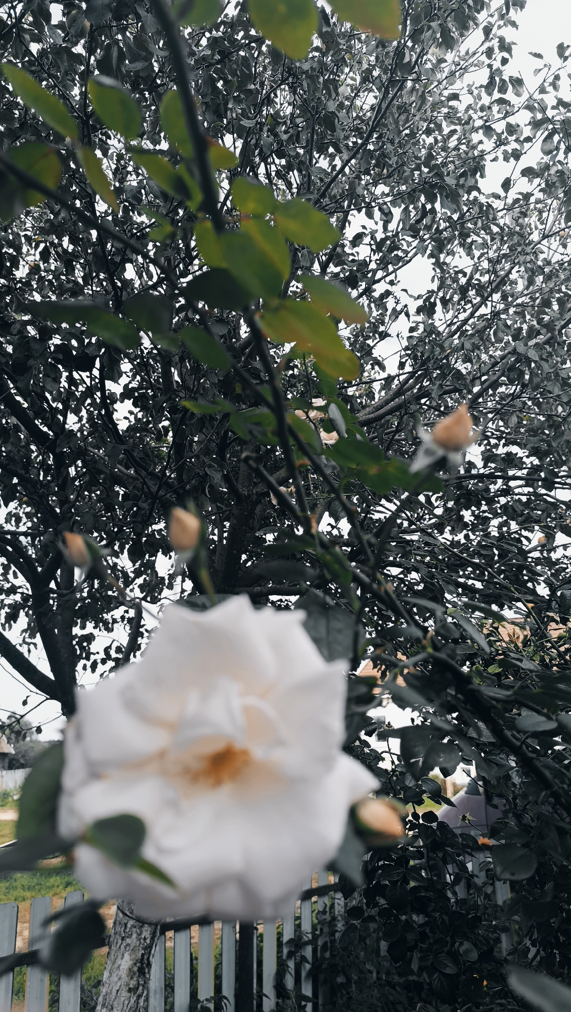 A white rose is in focus in the foreground, with a blurred background of trees and a wooden fence. The image is a close-up shot, with the rose petals taking up a significant portion of the frame. The background is a dark, muted green, with hints of light filtering through the leaves. A wooden fence runs horizontally across the bottom of the image, with a hint of a garden visible behind it. The overall mood of the image is serene and peaceful. The image location is specified as Karsha, Russia, which is a small town located in the Tula Oblast region of Russia. The town is known for its natural beauty and its rich history, and it is home to a number of beautiful churches and historical buildings.