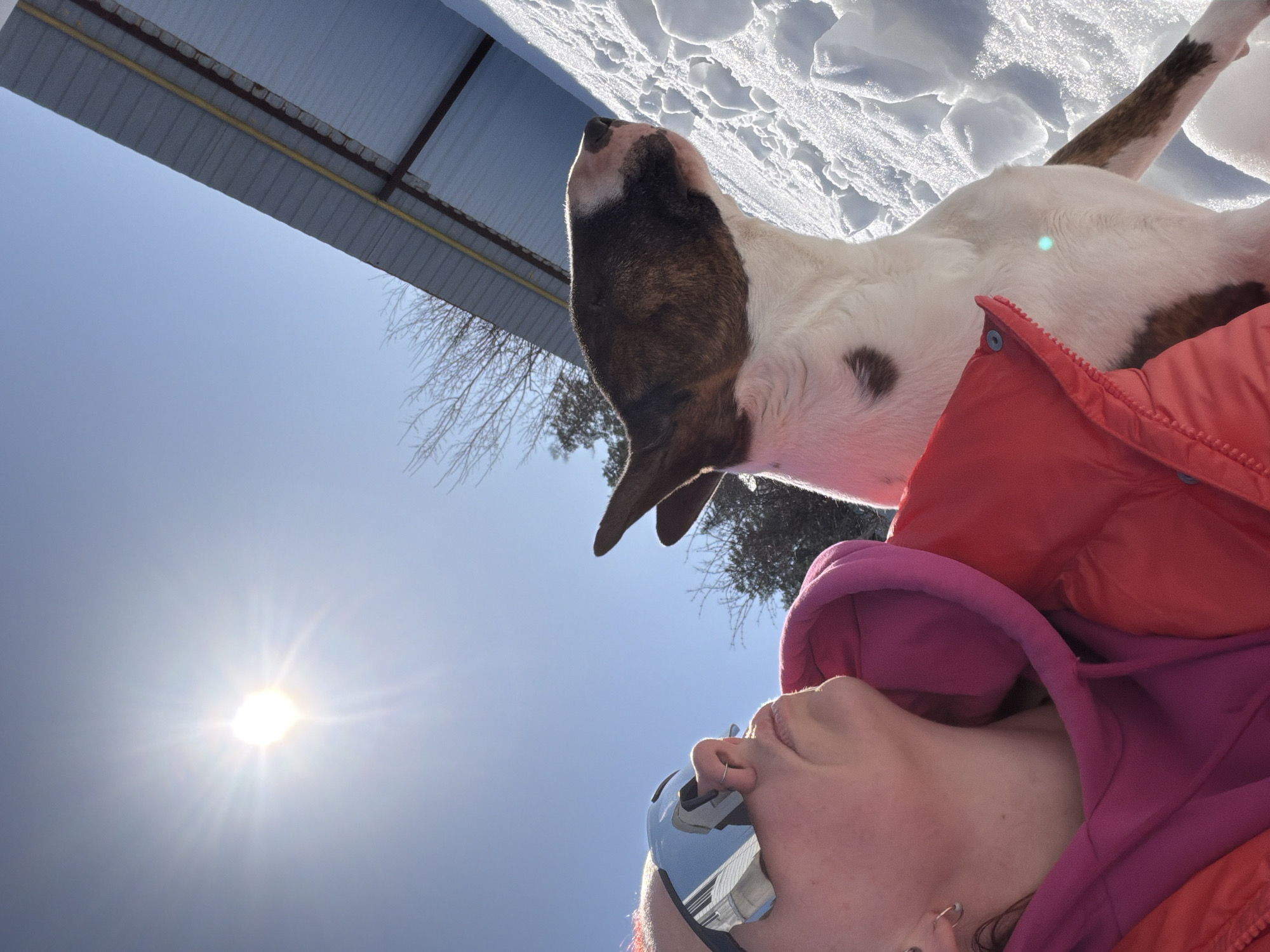 A selfie-style photograph taken outdoors, likely in Chaikovsky, Russia, shows a person and a dog in a snowy environment on a sunny day. The person, wearing a red jacket and a pink hooded sweatshirt, with sunglasses perched on their forehead, is holding the camera at a low angle, tilted upwards. The dog, mostly white with brown markings on its head and back, is positioned above the person, its head tilted back as if looking upwards. Bright sunlight is visible in the clear blue sky, causing lens flare. Above the dog and to the left, a metal roof structure is visible, partially covered with snow. Patches of snow cover the ground.