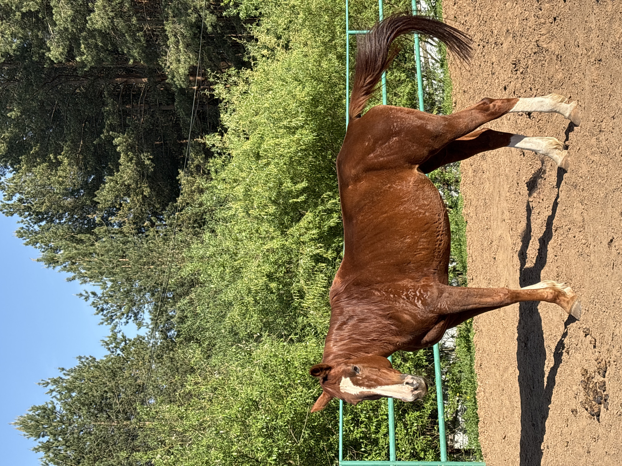 A brown horse with white markings on its legs and face stands in a sandy paddock. A green metal fence runs along the edge of the paddock, separating it from a backdrop of green trees and foliage. The sky is a clear blue. The scene suggests an outdoor equestrian setting. No evidence indicates the location is Русский Вожой, Russia.