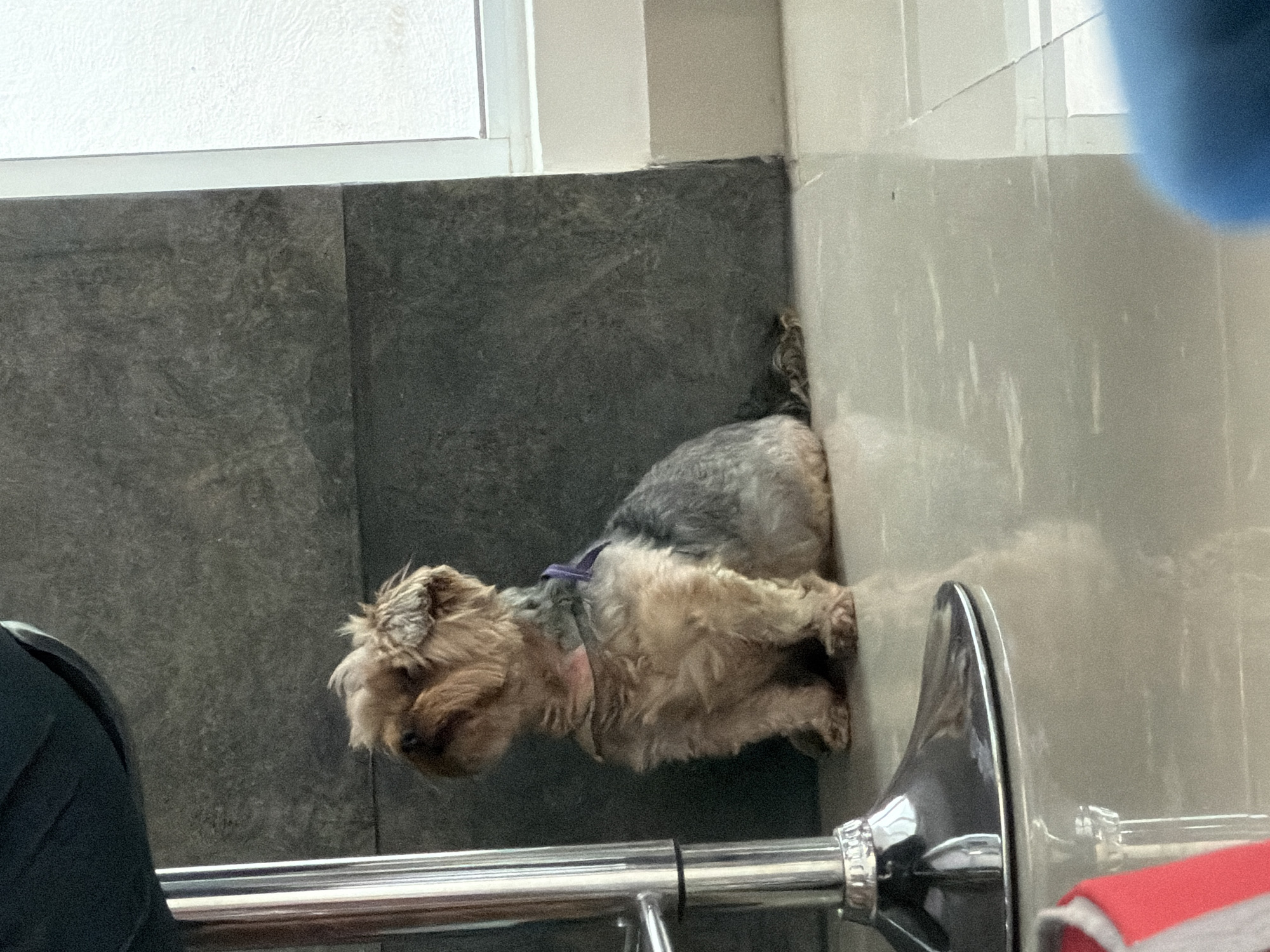 A small terrier-type dog with gray and tan fur is resting on a bathroom floor next to a partition. The dog wears a purple and pink collar or harness. A chrome-finished chair or stool is partially visible next to the dog. The setting appears to be a public restroom with a wall tiled in gray and white. The location is in the city of Santa Clara Ocoyucan, Mexico.