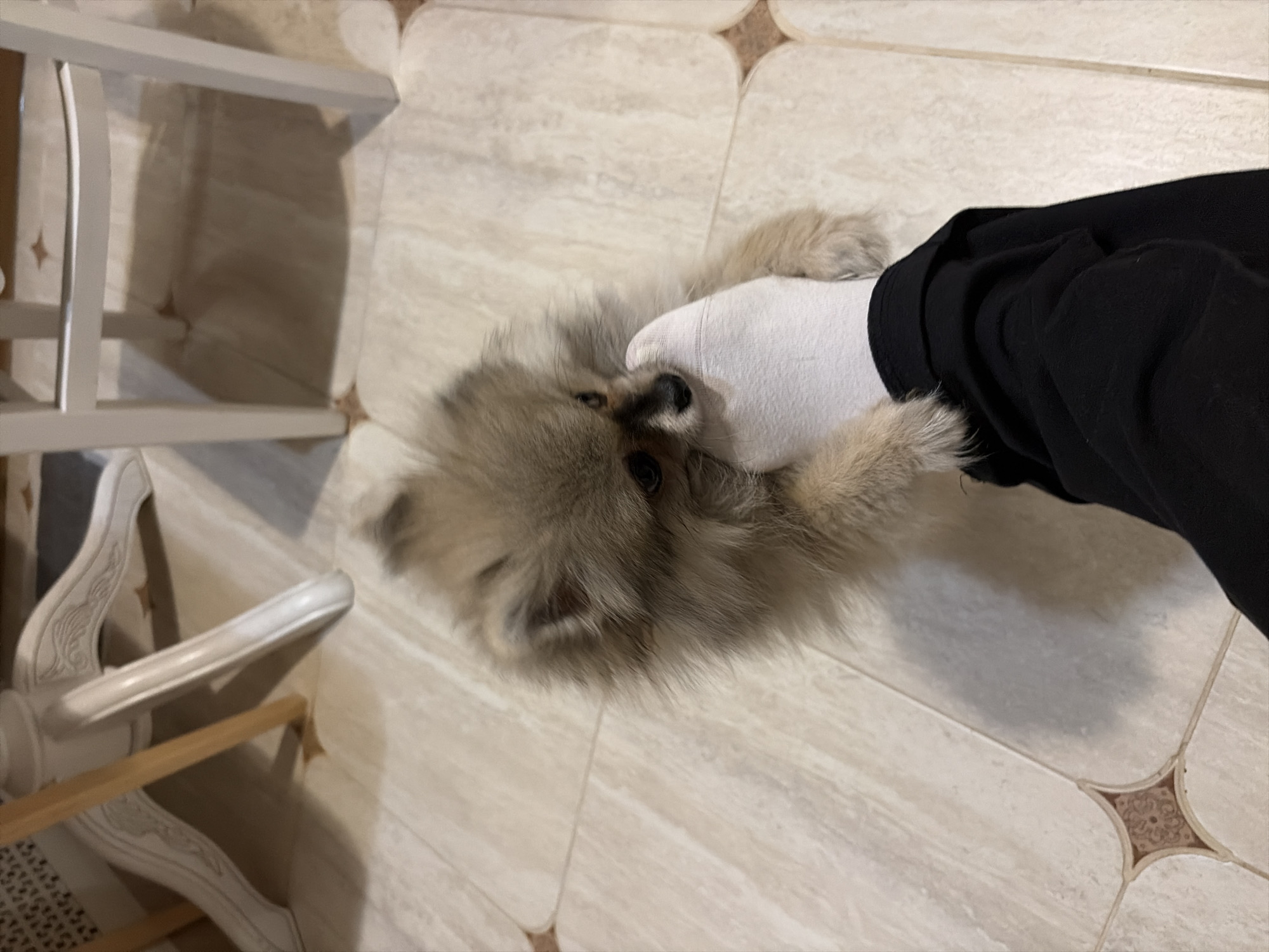 An indoor scene depicts a fluffy, light-brown Pomeranian dog with dark eyes and nose interacting with a human left foot. The foot is clad in a white sock and black trousers, with the dog's snout pressed against it, suggesting playful biting or nudging. The setting features a light-colored tiled floor with rectangular tiles and ornamental square inserts exhibiting brown floral patterns. In the background, white ornate table legs with carved details, a light-colored wooden cylindrical support, and white straight chair legs are visible, casting shadows on the floor. The image is captured from a low vantage point. Visual evidence within the image does not confirm the specified geographical location of Saint Petersburg, Russia.