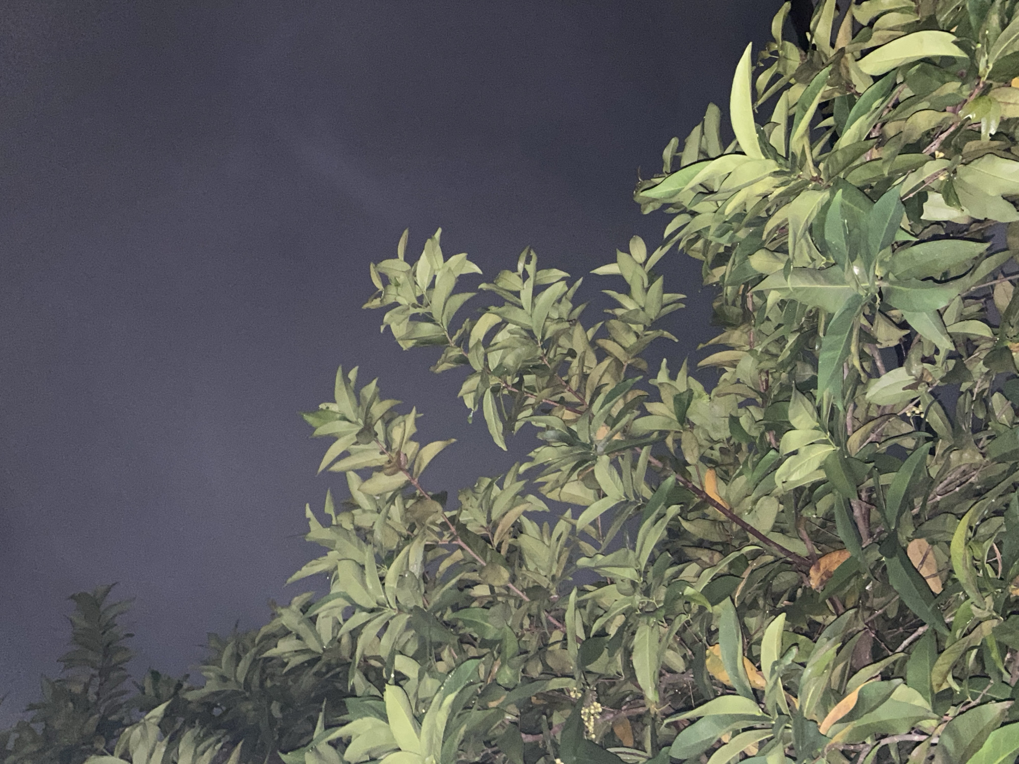An outdoor, eye-level, medium shot captures a dense cluster of lush green leaves belonging to a tree. The leaves are predominantly a vibrant green, with some showing hints of yellow, suggesting they may be autumnal or simply experiencing variations in light. The foliage fills the majority of the frame, creating a textured canopy.
Behind the leaves, the sky is a dark, muted gray, indicating it is likely nighttime or heavily overcast. There are no discernible structures, people, or animals visible in the image. The scene is quiet and still, with the focus solely on the natural elements of the tree and the sky. The lighting appears to be artificial, possibly from a streetlamp or nearby building, as it casts a subtle glow on the leaves.
This scene could be found in various urban and natural settings within Banjarmasin, Indonesia, where trees are abundant. Specifically, such a view might be encountered in a residential garden, a park, or along a street lined with trees. The presence of dense foliage is common in the tropical climate of Banjarmasin.