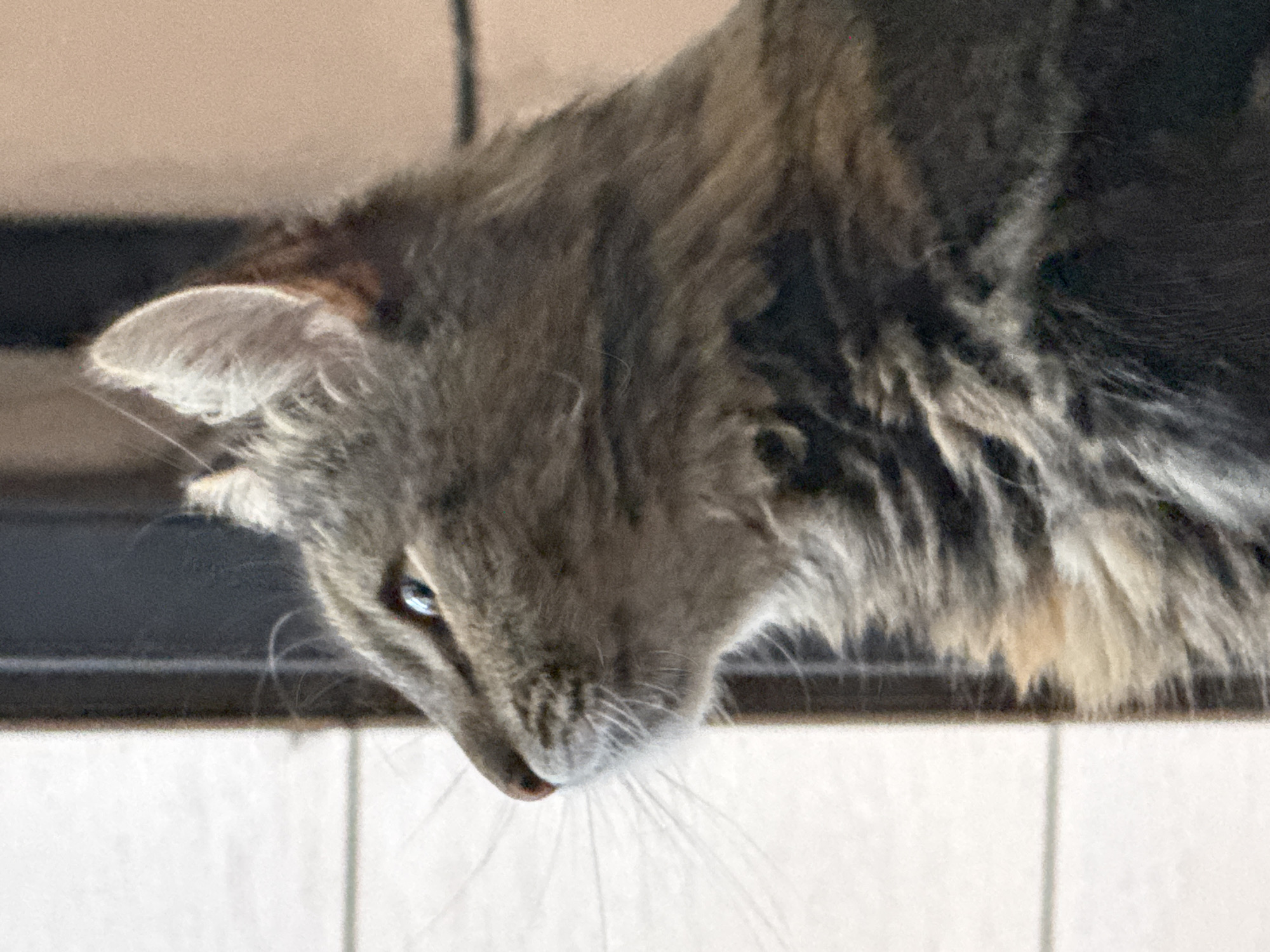 A close-up, profile shot captures a long-haired, tabby cat looking intently to the left. The cat's fur is a mix of brown, black, and grey stripes. Its right eye, a striking blue-green, is clearly visible and focused on something outside the frame. The cat's whiskers are prominent, fanning out from its muzzle. The background is blurred, featuring vertical lines of what appears to be a wall and a dark vertical element, possibly a doorframe or window. The overall lighting suggests an indoor setting, possibly near a window. The image provides no information about the city of Saratov, Russia, or any specific location.