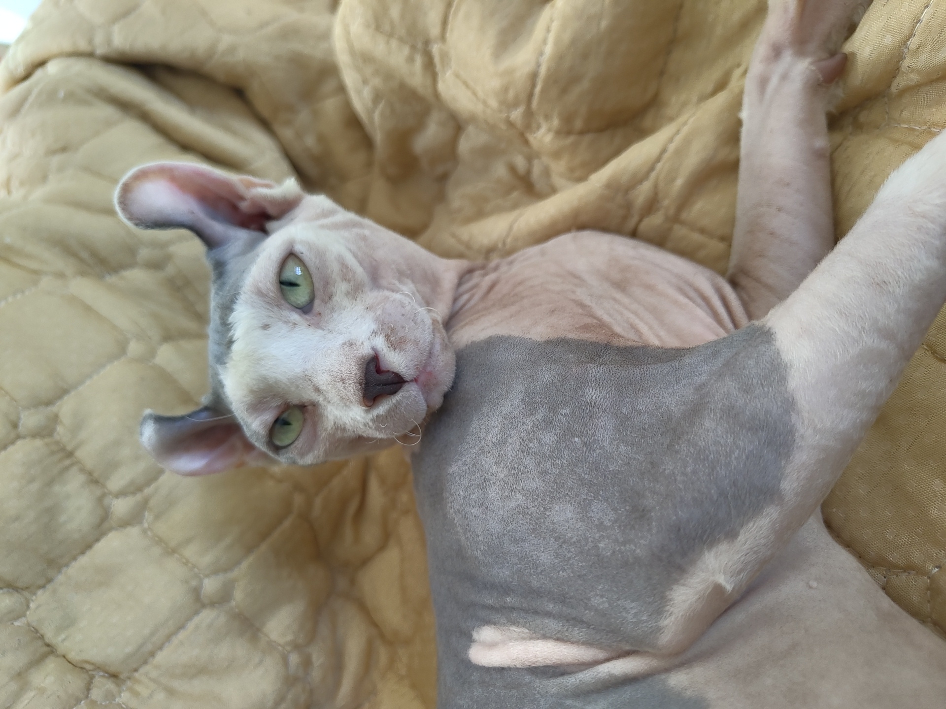 A hairless cat with green eyes and light pink and grey skin is lying on a quilted, yellow blanket. The cat is positioned at an angle, with its head facing forward and its body extending to the left. The background consists of the textured blanket. There is no indication of the location being in the city of Bac Nha Trang Ward, Vietnam.