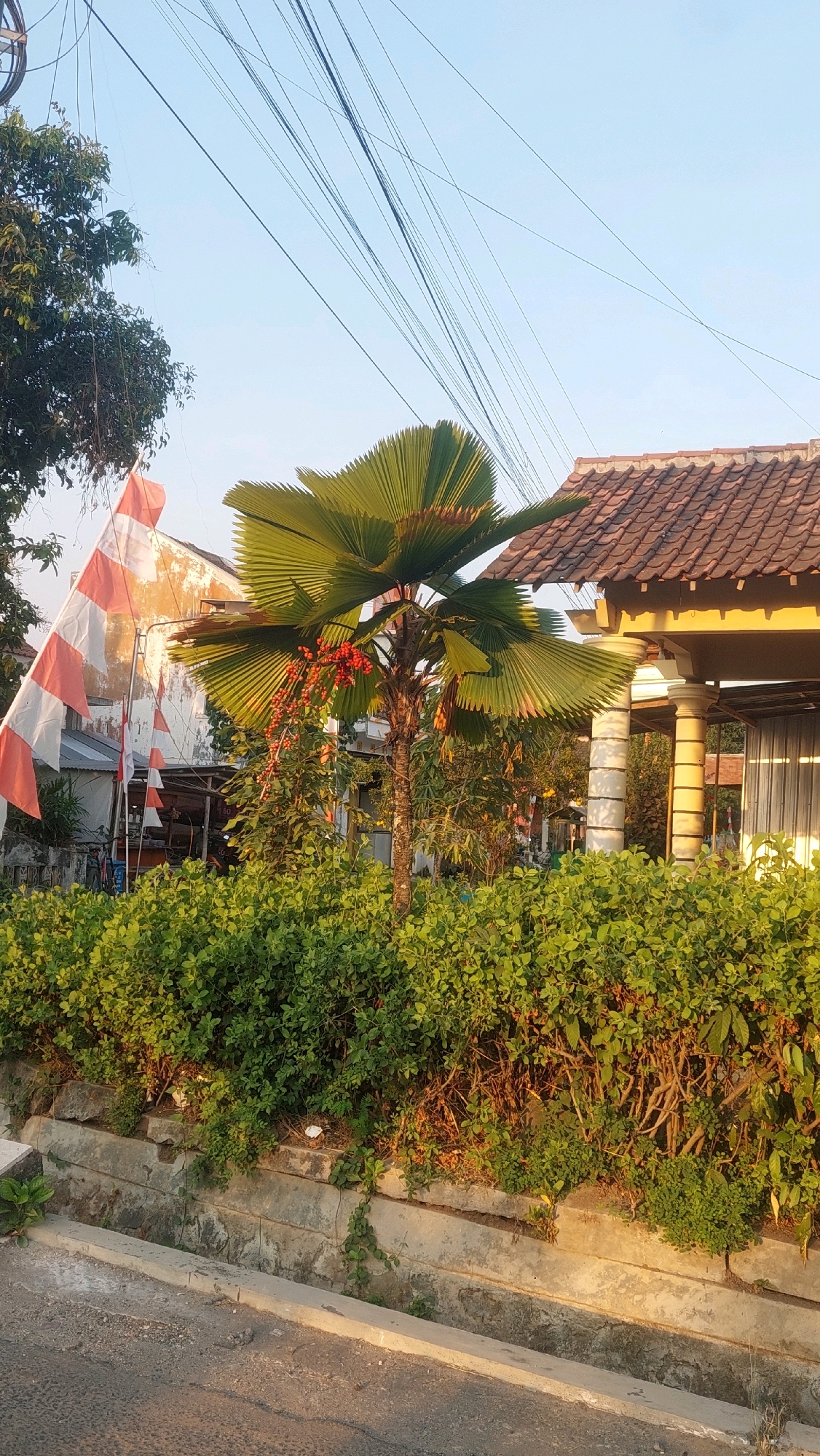 This image, taken in Kertosari, Indonesia, depicts a street scene with residential elements. A palm tree with broad, fan-like leaves and clusters of red fruit stands prominently in the foreground, partially obscuring a dense green hedge. Behind the hedge, a building with a tiled roof and decorative pillars is visible, suggesting a residential or commercial structure. To the left, a large Indonesian flag, red and white, is displayed on a pole. The sky is a clear blue with a network of power lines crisscrossing the upper portion of the frame. The overall scene appears to be a snapshot of everyday life in a tropical urban environment.