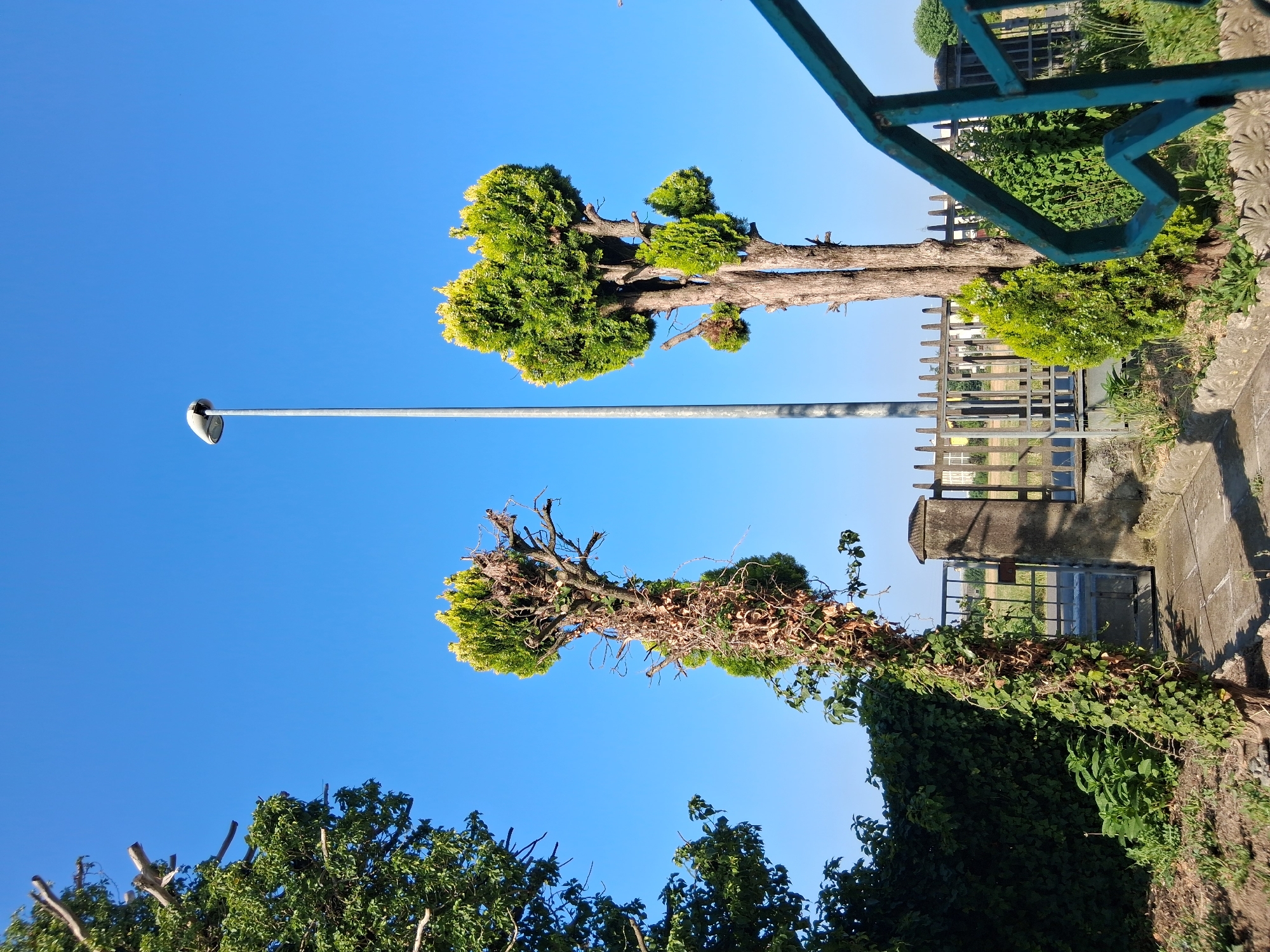 A low-angle, outdoor shot captures a clear blue sky dominating the frame, with a tall, silver lamppost positioned slightly left of center. To the right of the lamppost, a sculpted green tree stands, its branches reaching upwards. In the foreground, a faded green metal railing curves into the frame from the right. To the left of the lamppost, another tree is visible, its trunk entwined with ivy and its top appearing pruned. Behind these trees, a metal fence with vertical bars separates the foreground from a background with buildings and more greenery. The scene appears to be in a park or garden setting in Colorno, Italy.