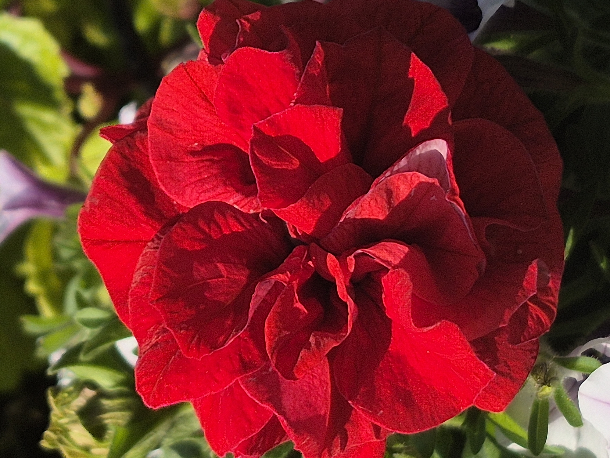 This is a close-up, high-angle, medium shot of a fully bloomed, vibrant red petunia flower. The flower's petals are ruffled and layered, creating a complex, textured surface. The lighting highlights the rich red color and casts shadows that emphasize the depth and curves of the petals. In the background, out-of-focus greenery and hints of other flowers, including a pale purple one, suggest a garden setting. The image is sharp and clear, focusing intently on the intricate details of the single red flower.