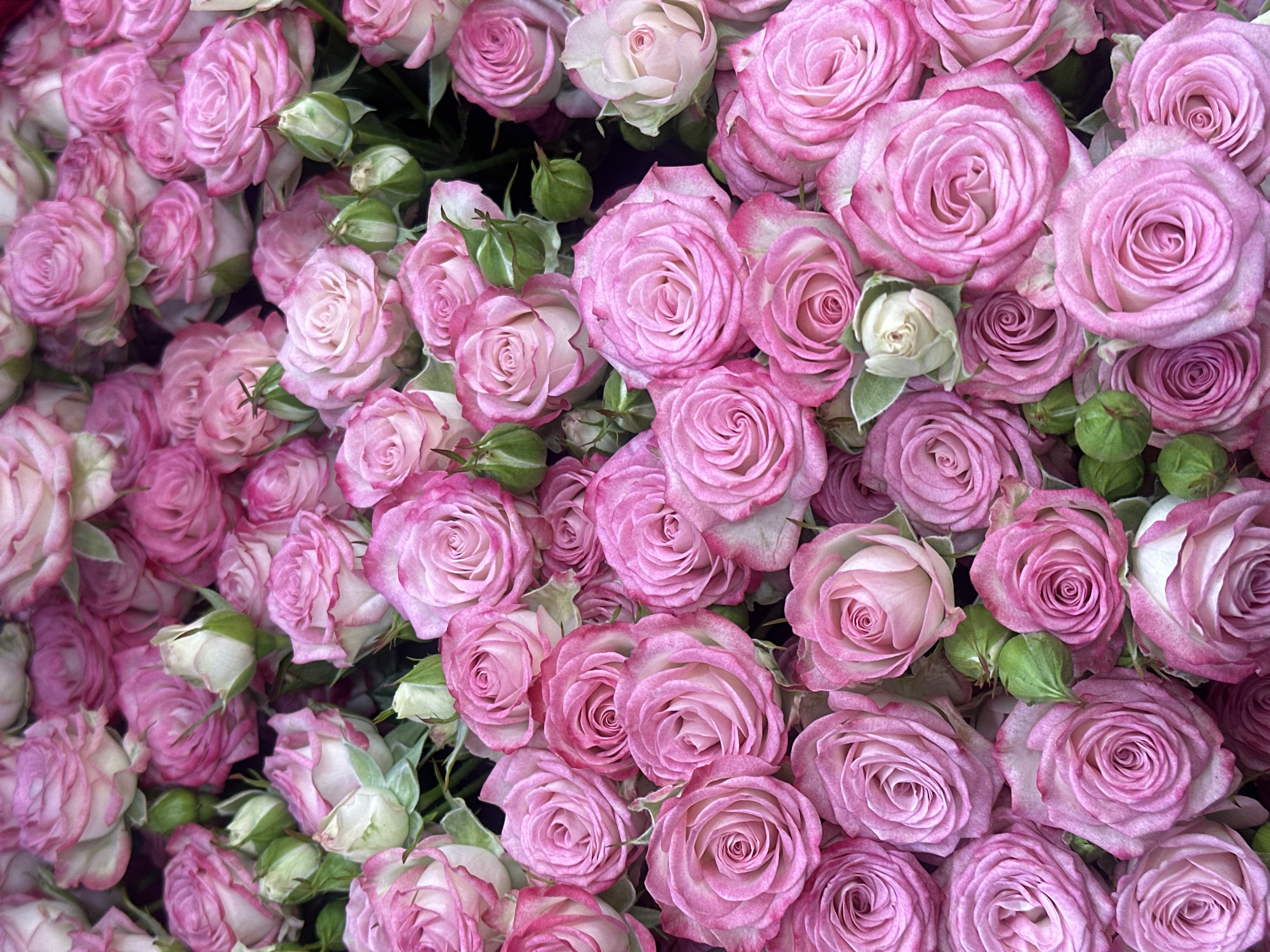 The image depicts a dense arrangement of pink roses, with some interspersed white buds and green leaves. The roses are a mix of open blooms and partially open buds, creating a layered effect. The petals are a soft, gradient pink with darker pink edges. The lighting is soft and even, highlighting the delicate texture of the petals. There is no evidence to suggest that the photo was taken in Surgut, Russia.