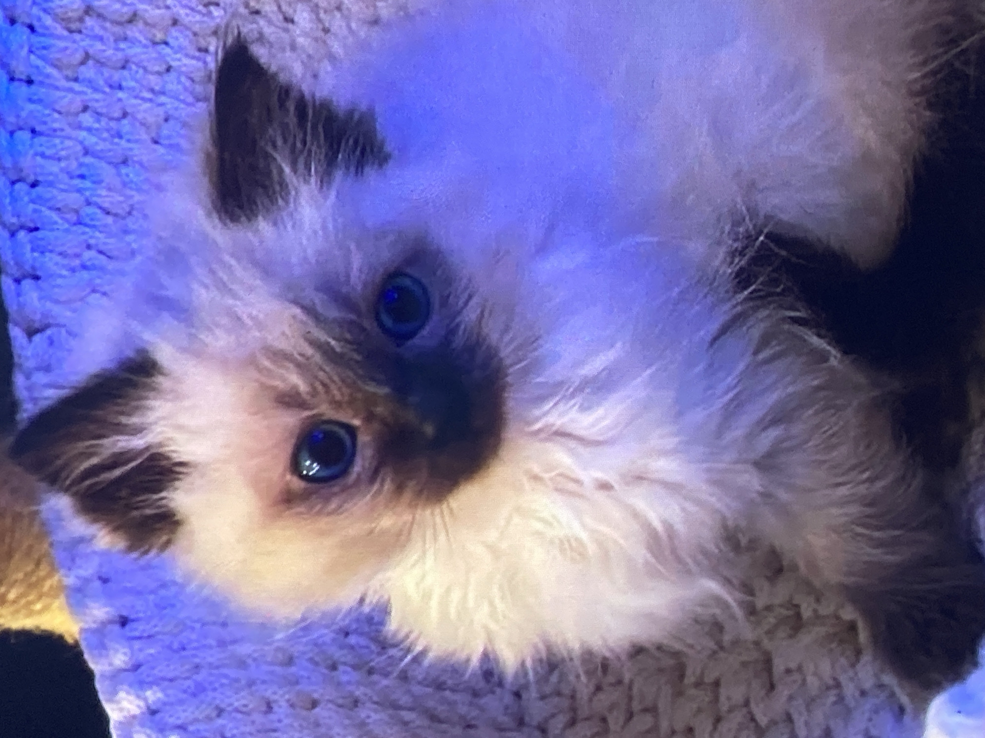 A close-up, head-on shot shows a young Siamese cat, likely a kitten, nestled in a textured, light-colored blanket that appears to be under blue lighting. The cat has pale fur with darker points on its ears and a dark mask around its eyes and nose. Its large, blue eyes are wide and looking directly at the camera. The fur is fluffy, especially around its face and chest. The background is out of focus and appears to be a continuation of the blanket and possibly another textured surface. There are no people or any indication of the city of Ustyvytsia, Ukraine, present in the image.