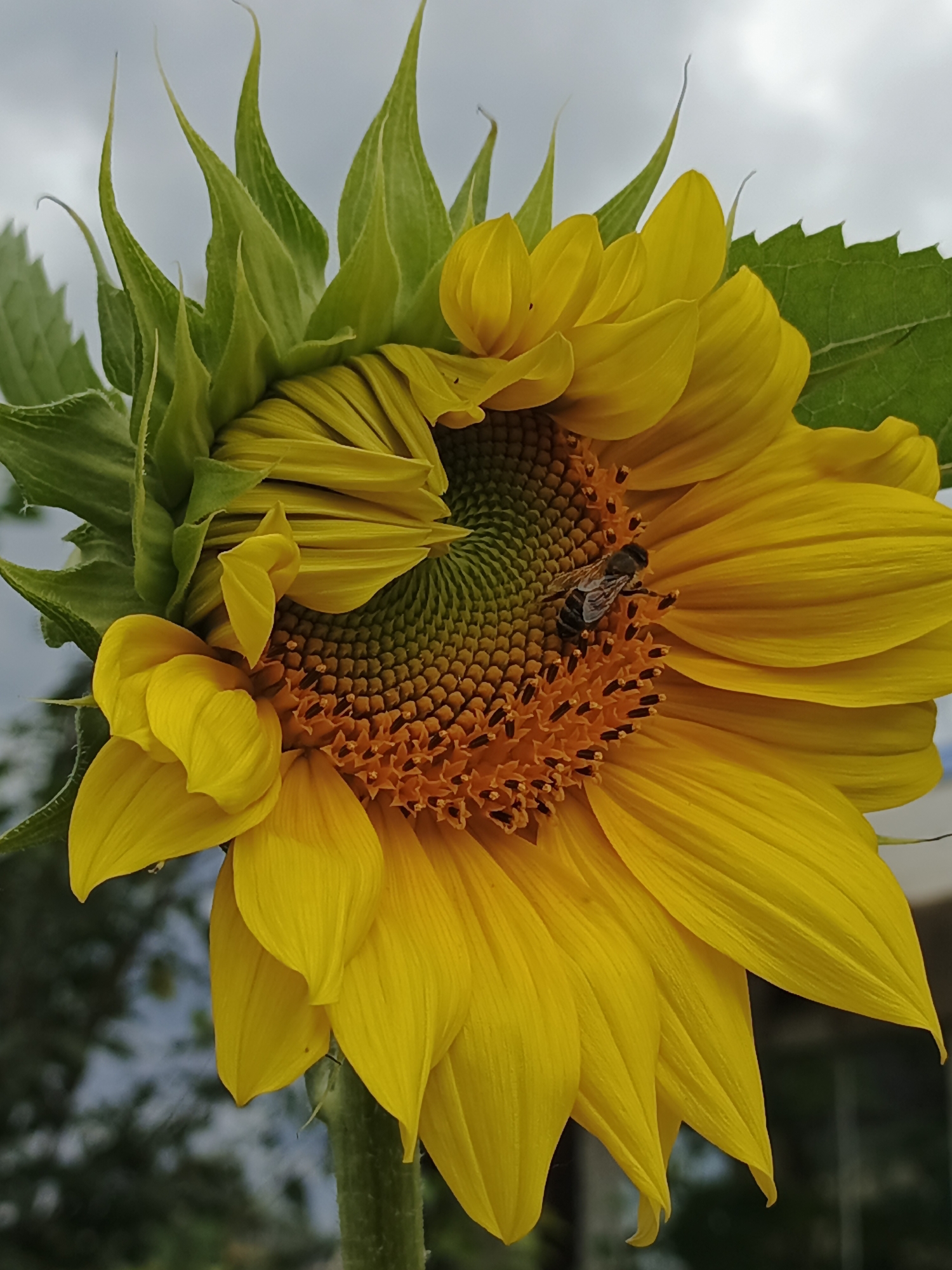 A close-up, low-angle outdoor shot shows a partially opened sunflower with a bee actively collecting pollen. The sunflower's bright yellow petals contrast with its green sepals and the dark, textured center where the bee is perched. The bee, with its striped body, is positioned towards the right side of the sunflower's face. The background is softly blurred, revealing hints of greenery and a cloudy sky. This image was taken in Medvedyovka, Russia.