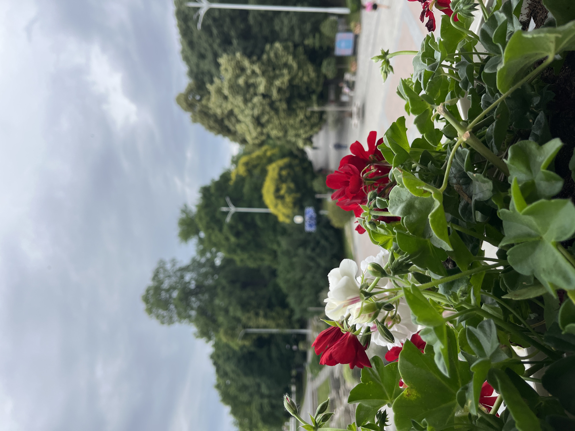 The image is a close-up of red and white geranium flowers in the foreground, with a blurred background of a city park or pedestrian zone. In the background, there are lush green trees, streetlights, paved pathways, and a few people walking. The sky is overcast and gray. The scene appears to be taken from a slightly elevated position, looking down and across the park.
The specific location in Plovdiv, Bulgaria, is likely the Tsar Simeon's Garden (Gradski Park). The style of the park benches, the paved pathways, the mature trees, and the streetlights are consistent with this well-known Plovdiv park, particularly the areas closer to the city center and the singing fountains. The presence of flowers in planters suggests a maintained public space, which Tsar Simeon's Garden is.