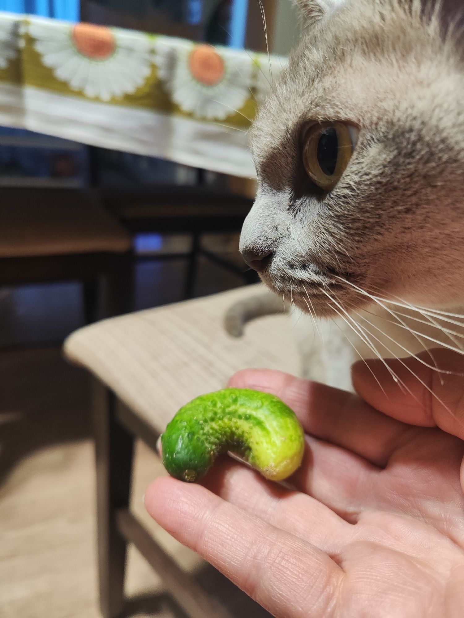 A close-up, eye-level shot shows a person's hand holding a small, green, gherkin-shaped pickle. The pickle has textured skin and a slightly curved shape, with one end appearing darker green and the other lighter, almost yellow. In the background, a light-colored cat's face is visible in profile, with its eye focused on the pickle. The cat has light grey fur with some darker tabby markings. The background is blurred, showing a wooden table and a table cloth with a floral pattern. This scene does not depict a specific location in Gvardeysk, Russia, but rather a domestic setting.