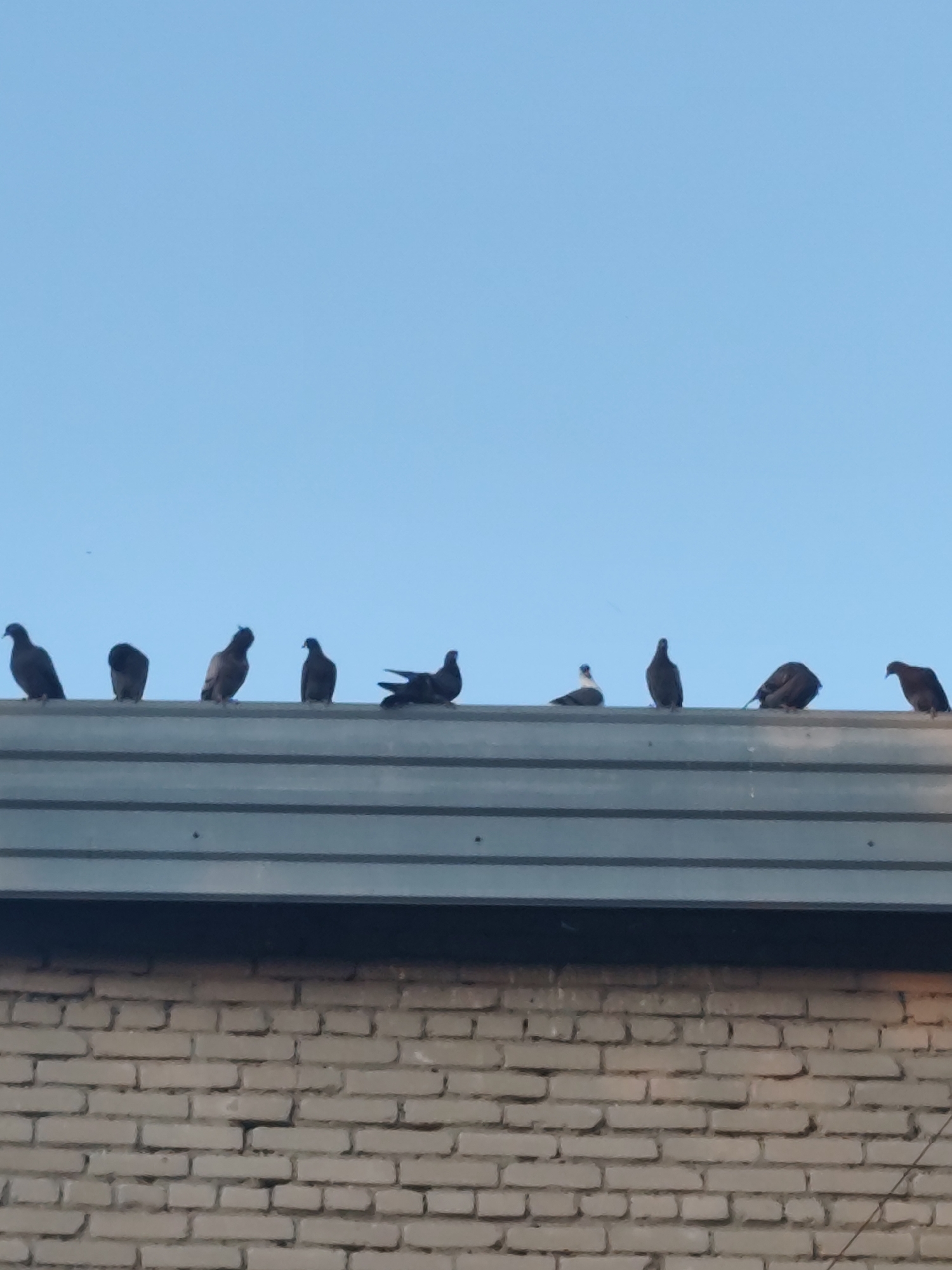 In the city of Barlaksky, Russia, a line of ten pigeons is perched on the edge of a corrugated metal roof. The sky above is clear and blue. Below the metal roof is a light-colored brick wall. The pigeons are positioned from left to right, with varying postures. Some are standing upright, while others are hunched or have their wings slightly extended. The overall scene is calm and static, with the birds silhouetted against the bright sky.