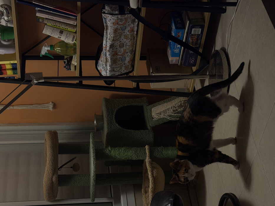A calico cat stands on a tiled floor next to a green multi-tiered cat tree. Behind the cat tree is a metal shelving unit holding books, cleaning supplies, and puzzles. The wall behind the shelving unit is orange. A broom leans against the shelving unit. A fringed macrame wall hanging is visible on the orange wall. The bottom of a window is seen below the cat tree.