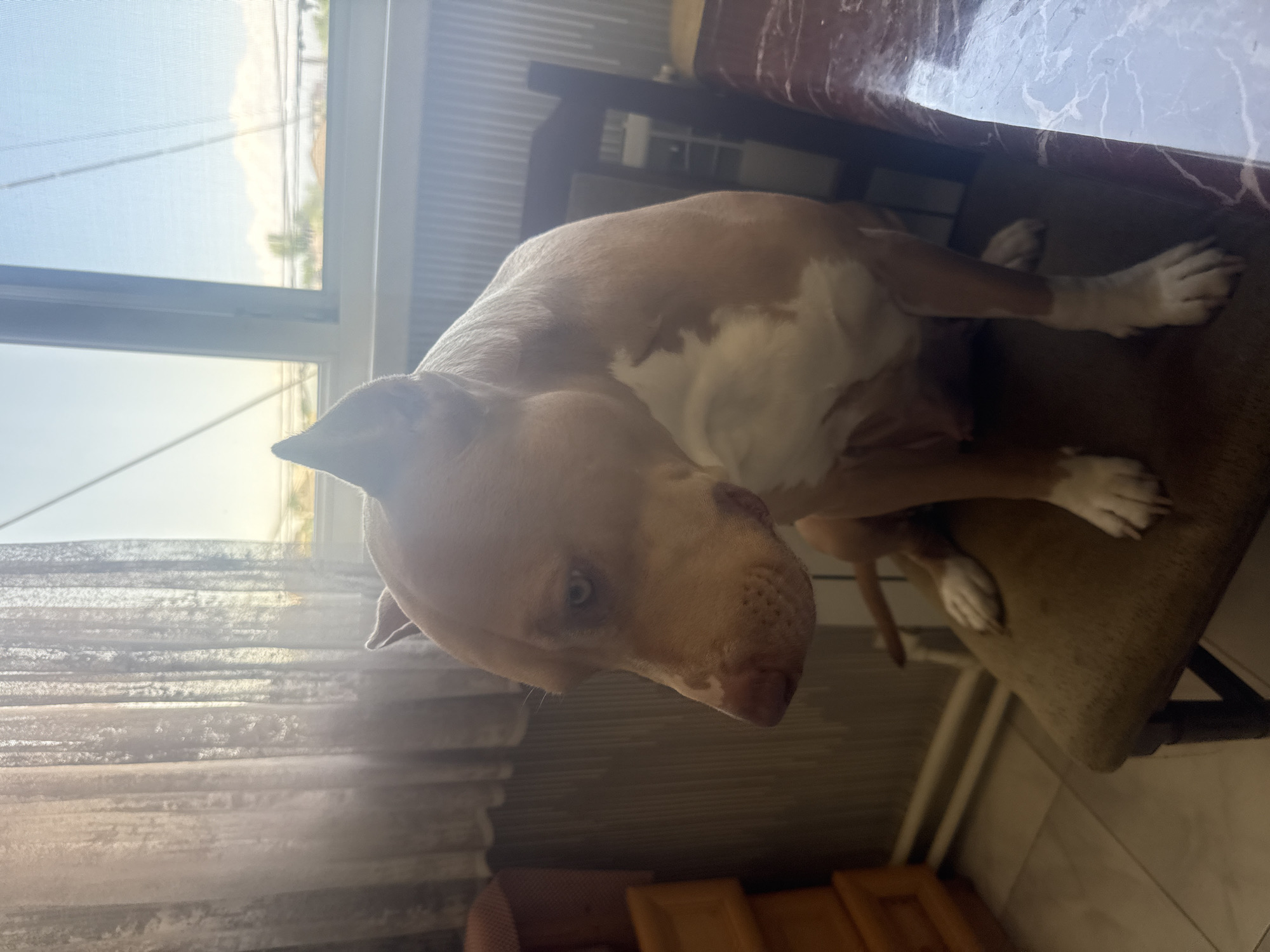 A light brown pit bull with white markings on its chest and paws sits on a chair in front of a window. The dog is looking to the left with its head tilted down. The window is covered by a sheer white curtain on the left and an open window with a view of the sky and some trees on the right. The room appears to be a residential interior, with a wooden dresser to the left and a table with a marble-patterned surface to the right. The floor is tiled. This scene is located in Metsamor, Armenia.