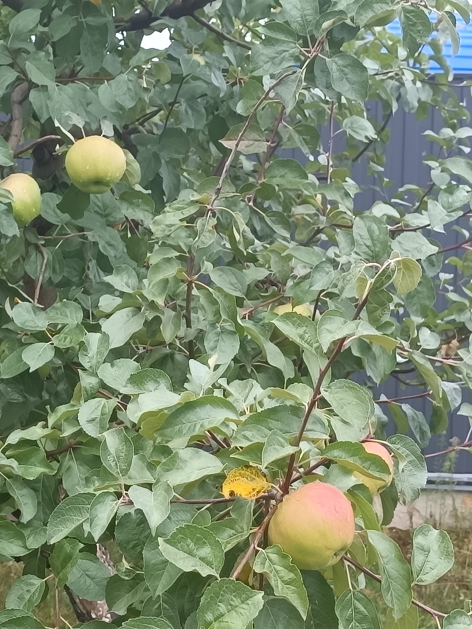 The image shows an apple tree with several apples hanging from its branches, with some showing pinkish hues and others green. The leaves are a vibrant green, with some appearing damp. In the background, a dark gray fence and a blue roof are visible, suggesting an outdoor setting in a residential or rural area. The scene is likely set in the Тэльмінскі сельскі Савет, Belarus, given the context. There are no people or animals present in the image.