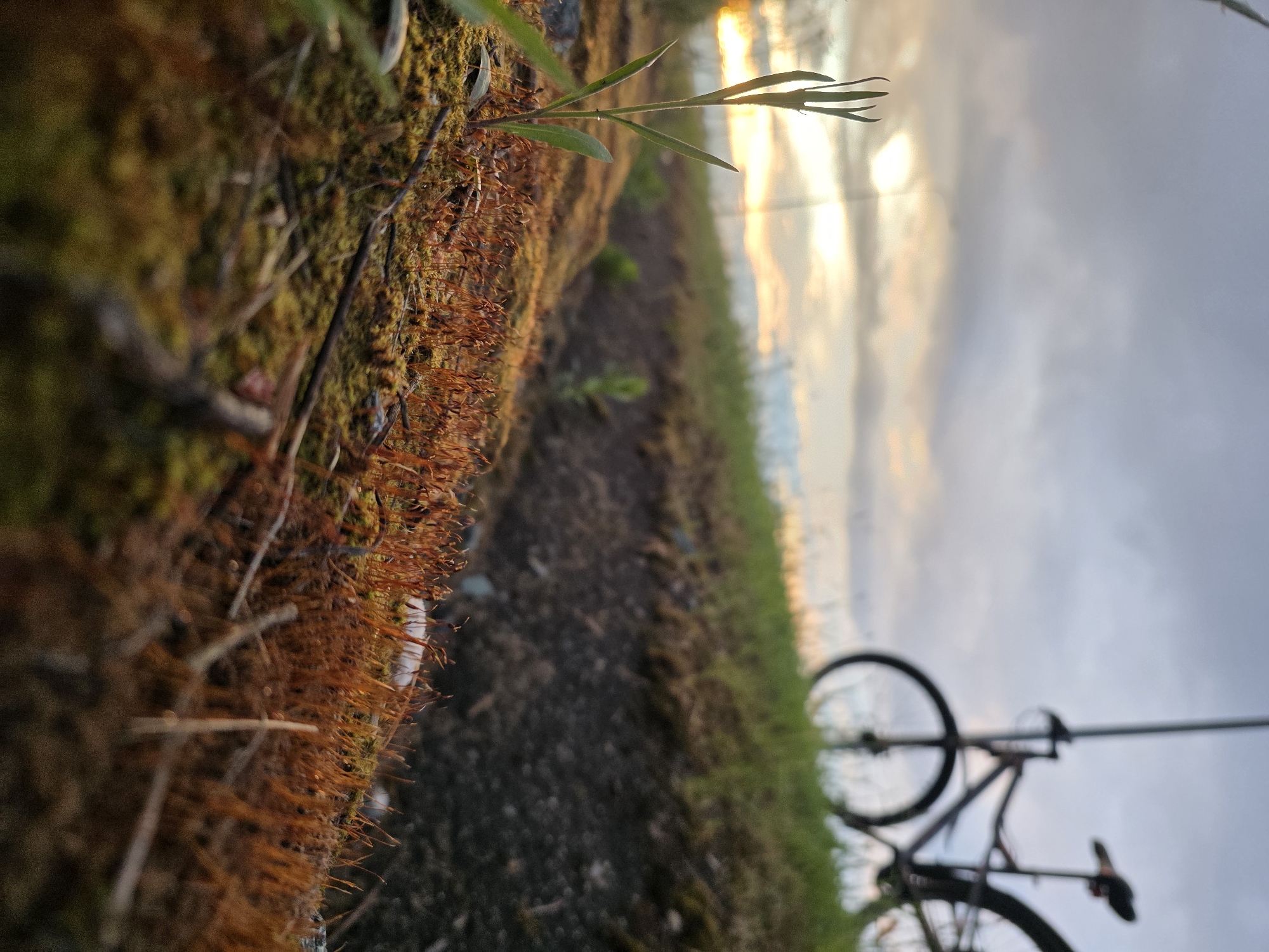 The image, taken in Chaikovsky, Russia, captures an outdoor scene from a low-angle perspective, looking upwards from ground level. The foreground features a detailed patch of lush moss, displaying both vibrant green and reddish-brown hues, interspersed with dried plant material and a delicate green plant stem stretching towards the light. A blurred dirt path or ground occupies the midground, flanked by green grass on its right side.
In the soft-focused background, the silhouette of a bicycle is visible, suggesting a path or a moment of rest. The sky above is partially covered by clouds, through which the warm, golden light of what appears to be either a sunrise or sunset emanates, casting a gentle glow across the horizon. The scene is static, with no explicit activity taking place, conveying a tranquil and peaceful atmosphere. There is no visible text in the image.