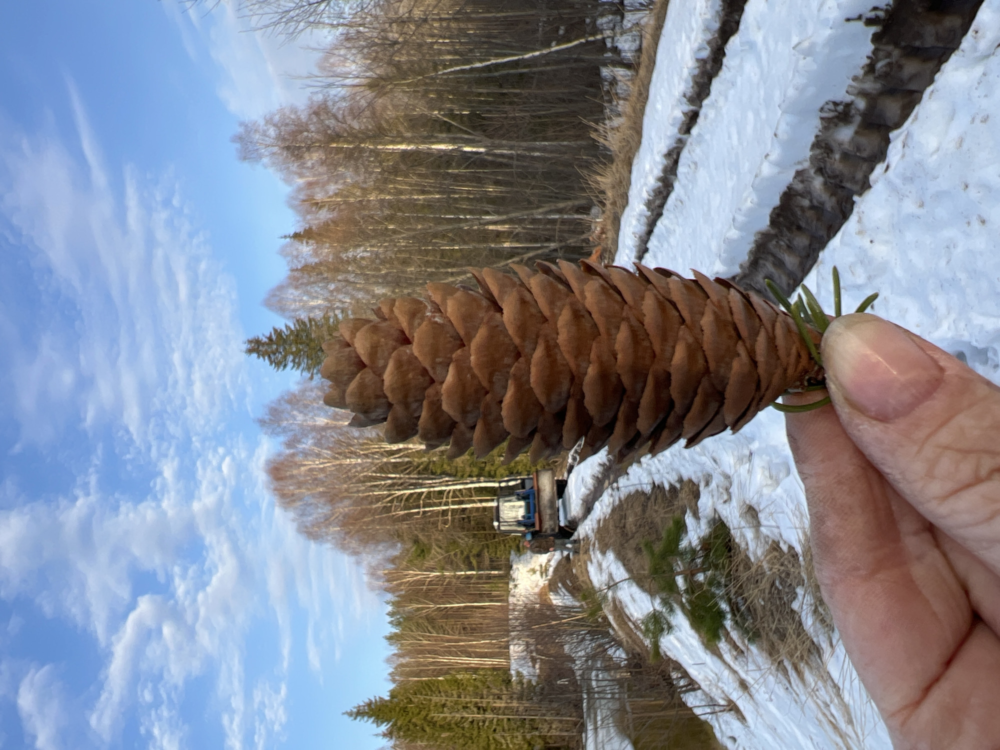 The image shows a hand holding a large, brown pinecone. The background depicts a winter scene with snow-covered ground and trees, some bare and some with green foliage. A partially obscured tractor and a person are visible in the mid-ground. The sky is blue with scattered white clouds. The location is not explicitly stated or discernible from the image details as Zhigalki, Russia.