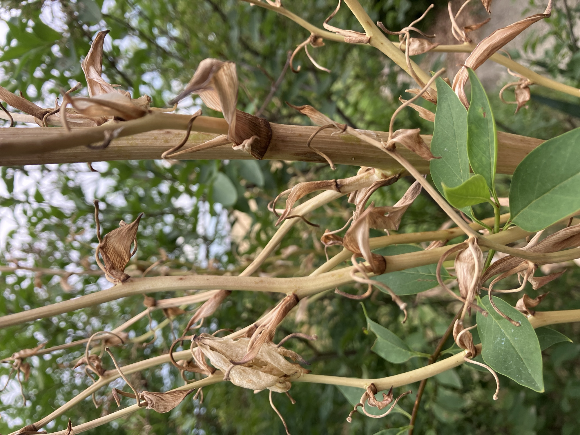 This is a close-up, eye-level medium shot of a plant with dried flower remnants and some green leaves. The plant's stems are a light brown and appear to be woody. Many of the dried flower parts are papery and curled, with a few remaining intact and cone-shaped. There are also several green, ovate leaves interspersed among the dried material. The background is out of focus, showing a blur of green foliage and some brighter, lighter areas that could be sky or dappled sunlight. The lighting suggests it is daytime, possibly late afternoon due to the soft light. The overall impression is of a plant in its post-flowering stage, perhaps towards the end of summer or early autumn. No people, text, or specific location cues beyond the general Mediterranean flora are visible. The scene is natural and outdoor, typical of a garden or wild setting.