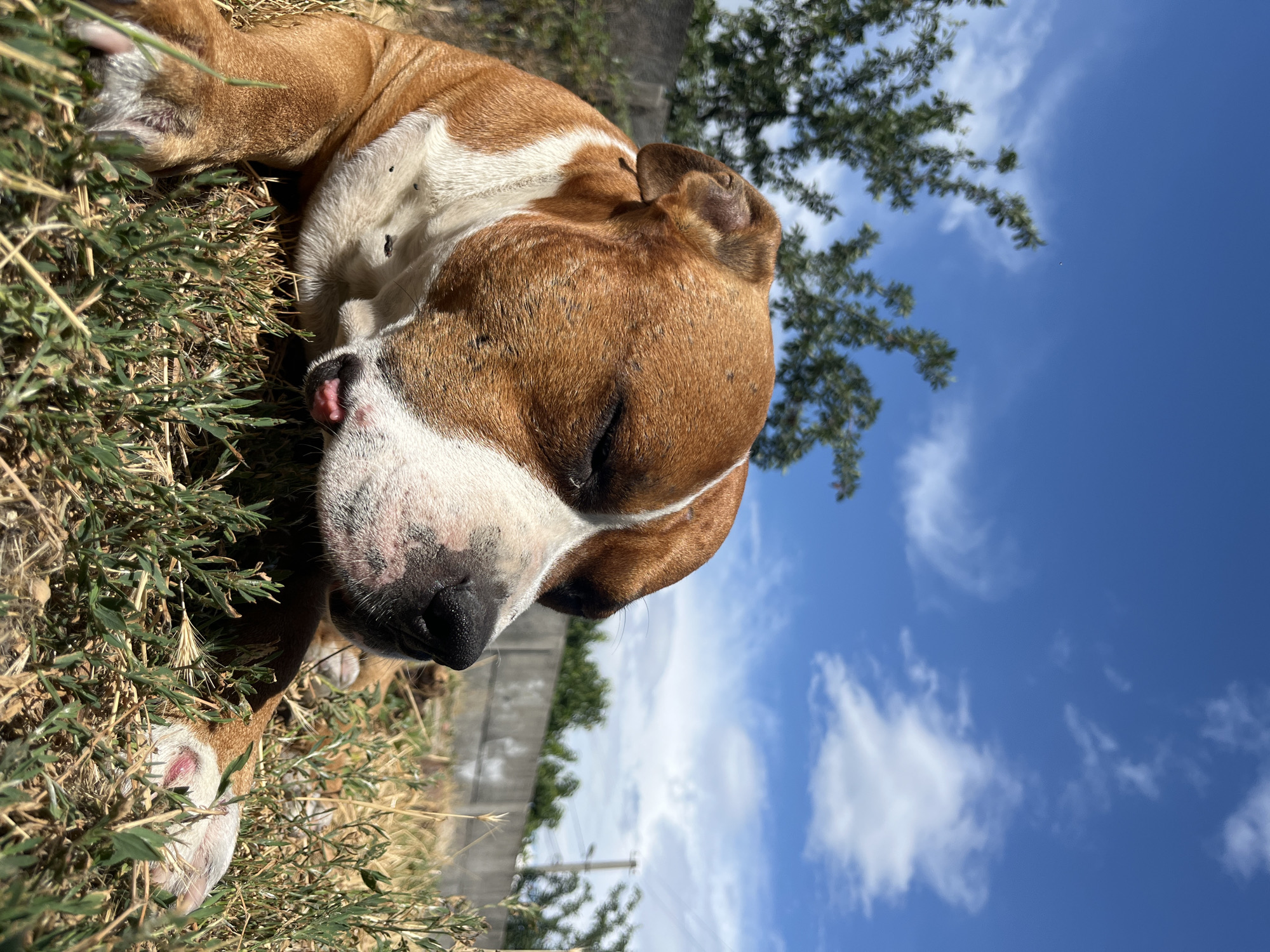 A brown and white pit bull dog is lying in dry grass under a bright blue sky with scattered white clouds. The dog is facing right with its eyes closed and its pink tongue slightly sticking out. In the background, there are trees and a concrete wall. The image appears to be taken outdoors in a residential area. Based on the context provided, the location is the city of Dnipro, Ukraine.