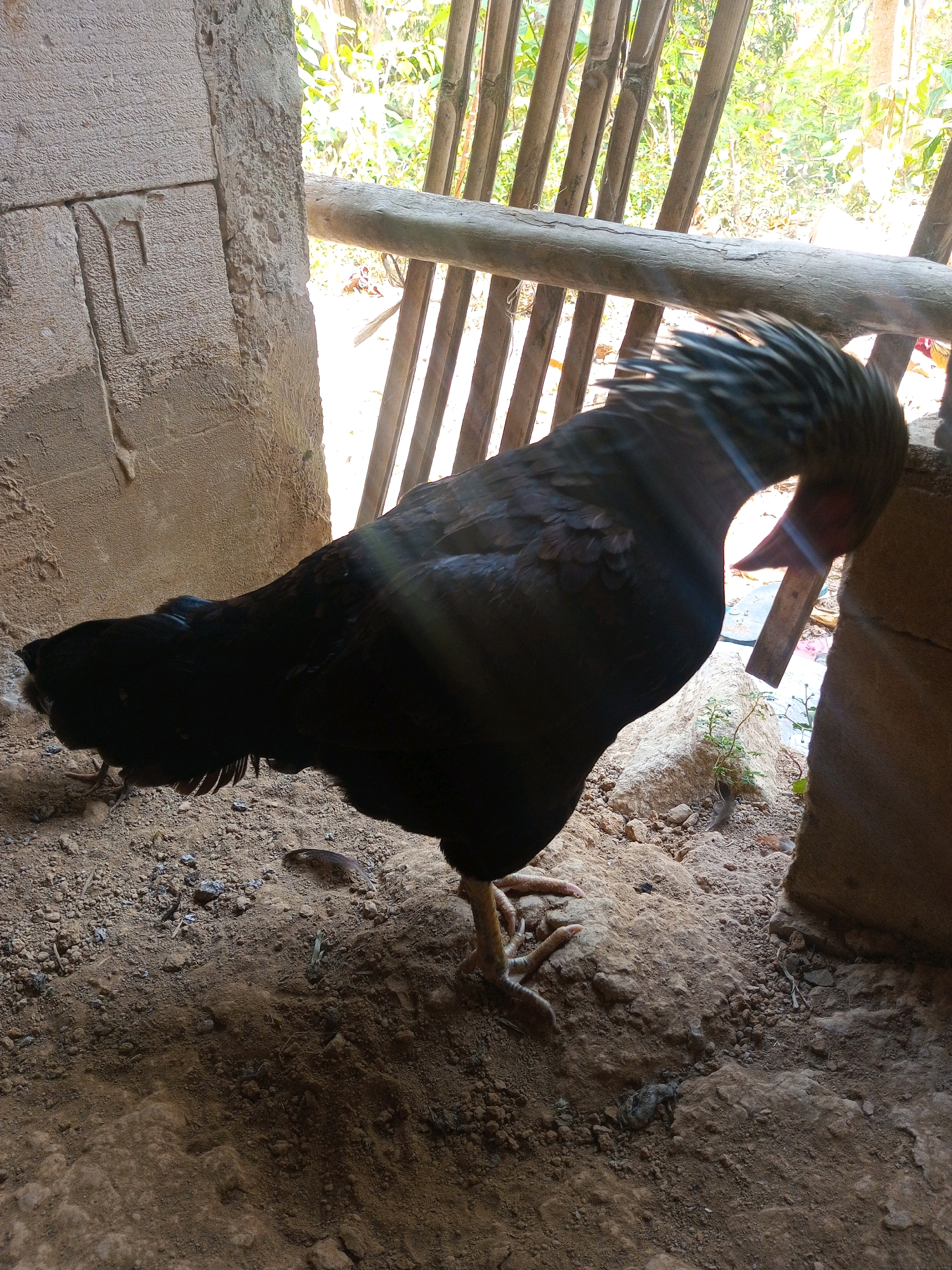 In a dimly lit, enclosed space, likely a chicken coop or rural shelter, a black chicken stands on a dirt floor. The chicken's plumage is dark, with a noticeable crest of feathers on its head that fan outwards. Its beak is pointed and slightly open, revealing a red interior. The chicken is positioned in the center of the frame, with its body angled to the right.
The environment is rustic. To the left, a rough, textured wall, possibly made of concrete or rough plaster, forms an enclosure. To the right, bamboo poles are visible, suggesting a fence or part of the shelter's structure, with sunlight filtering through the gaps, illuminating the background with bright, hazy foliage. The ground is covered in loose soil, small stones, and debris, with a few scattered dry leaves. There is a palpable sense of a natural, unfenced environment.
There is no indication of the city of Terbis, Indonesia in the image.