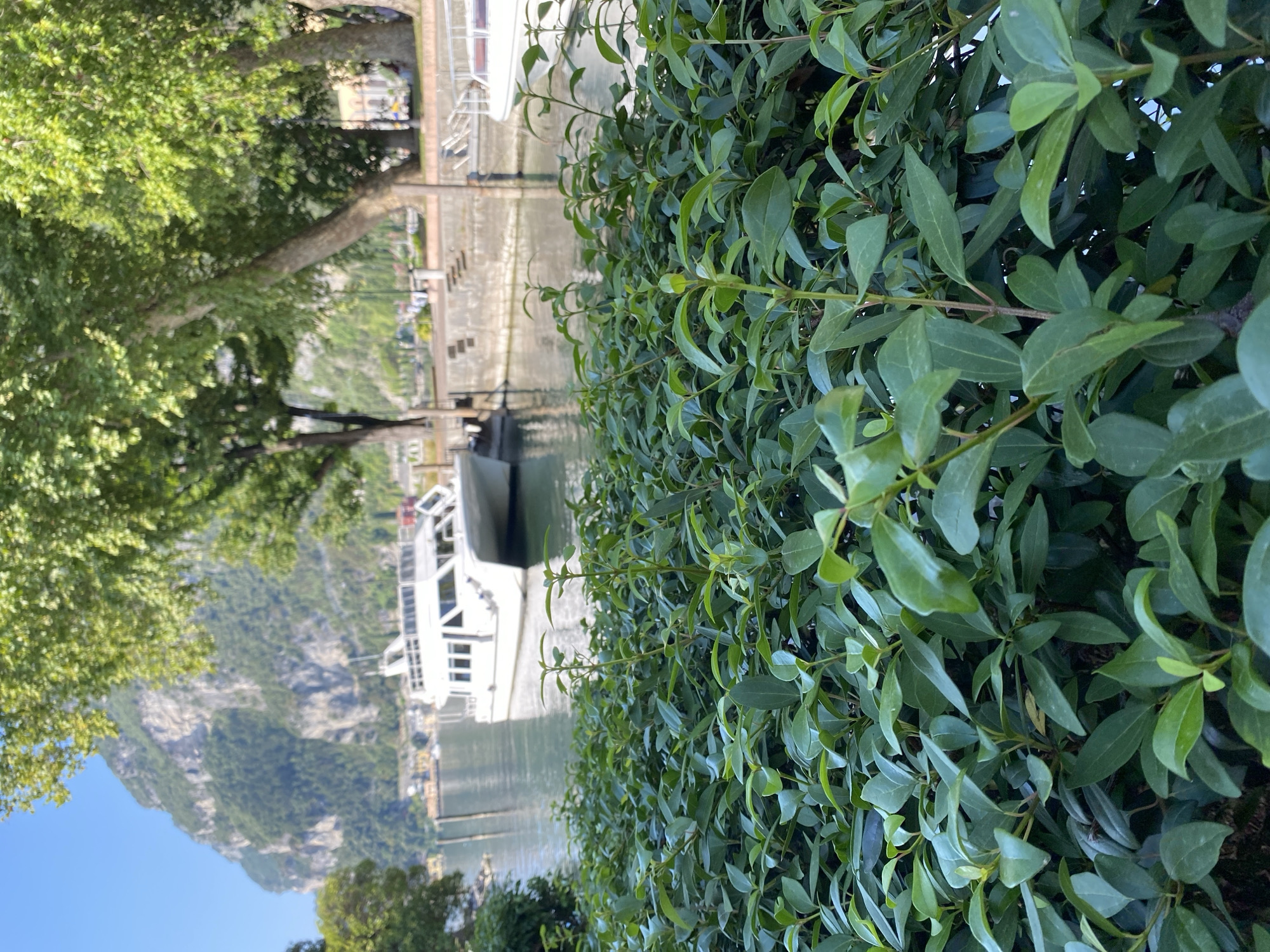 In Riva del Garda, Italy, a white catamaran-style boat is docked on a calm body of water, likely Lake Garda, near a stone embankment. Lush green foliage fills the foreground, obscuring a portion of the scene. Trees with dense green canopies line the embankment behind the boat, and a steep, rocky mountain covered in trees rises in the distance under a clear blue sky. The scene is serene and captures a typical lakeside view in the region. There are no people visible in the image.