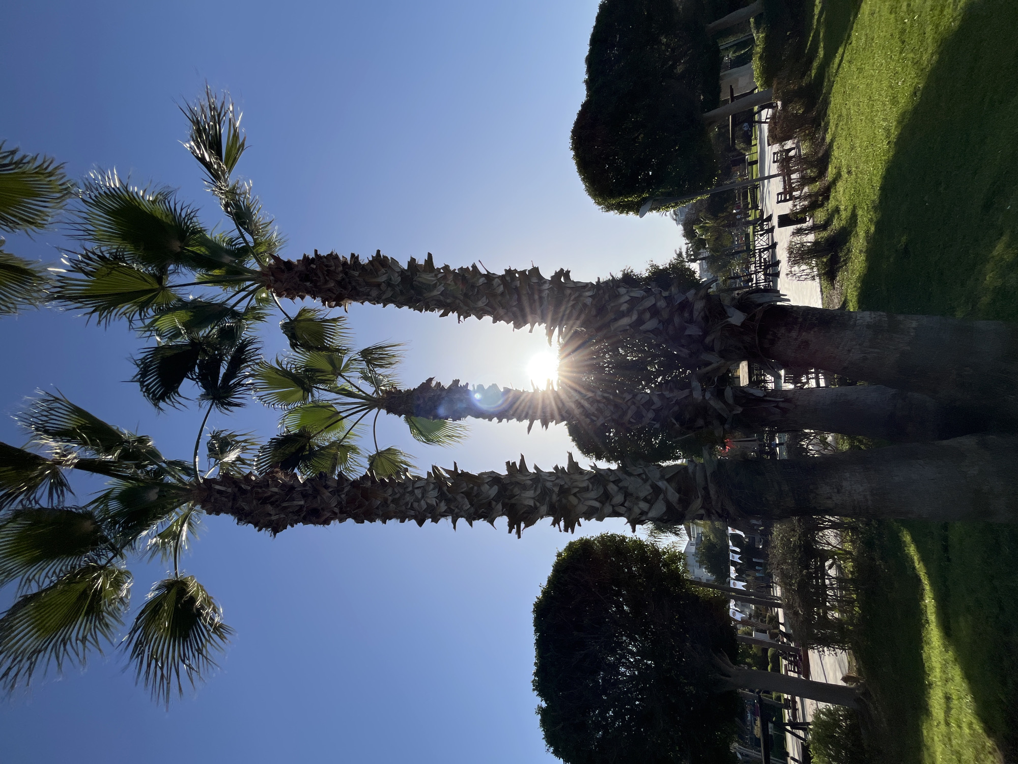 The image shows a view looking up at three palm trees in Alanya, Turkey. The sun is positioned behind the middle palm tree, creating a lens flare effect. The trunks of the palm trees are textured and brown. Their fronds are green and fan-shaped, silhouetted against the clear blue sky. To the right, rounded green bushes line a walkway with benches. The walkway is paved, and buildings are visible in the background. The image is oriented vertically.