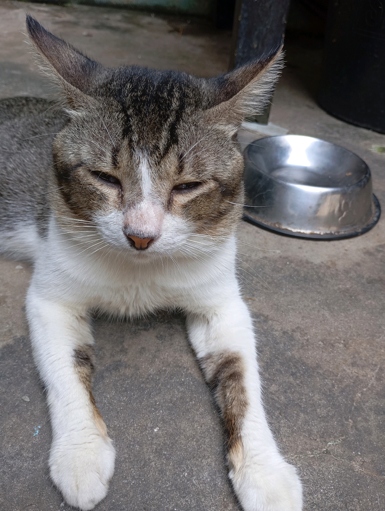 A tabby and white cat lies on a concrete surface, facing the camera with its eyes partially closed. A silver metal food bowl is visible to its right. The background is blurred, showing some greenery and dark vertical structures, possibly pots or supports, suggesting an outdoor domestic setting in Balikpapan, Indonesia. The cat appears relaxed, with its front paws extended forward.