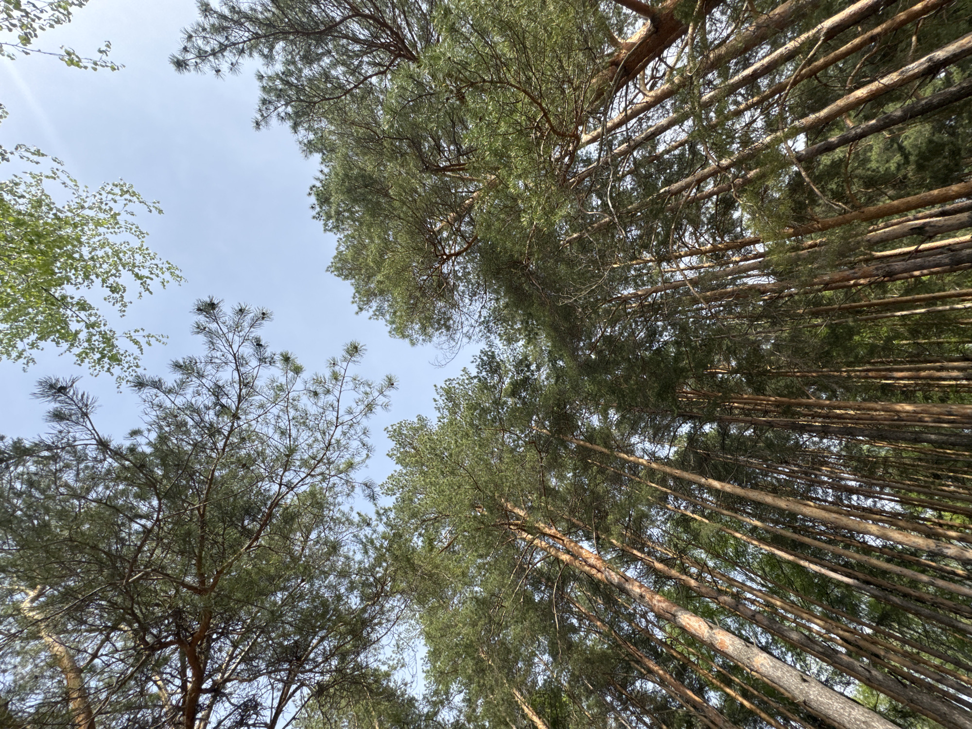 The image shows a view looking up into a forest canopy, likely a pine forest, in a daytime setting. The trunks of numerous tall trees are visible, extending upwards towards the sky. The sky is partially obscured by the foliage of the trees. Some trees have dense green needles, while others appear to have fewer leaves. The location is specified as the city of Chaikovsky, Russia, implying this is a forest environment within or near that city.
