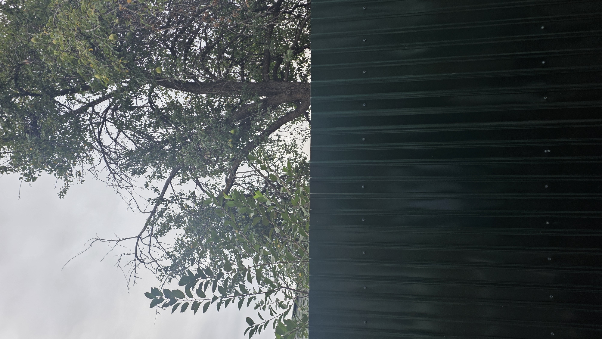 This is a full-frame, eye-level, outdoor shot of a dark green corrugated metal fence in the city of Tokmok, Kyrgyzstan. Behind the fence, a large tree with green leaves and some light green fruit is visible. The sky is overcast and gray. There are no people or animals in the image.