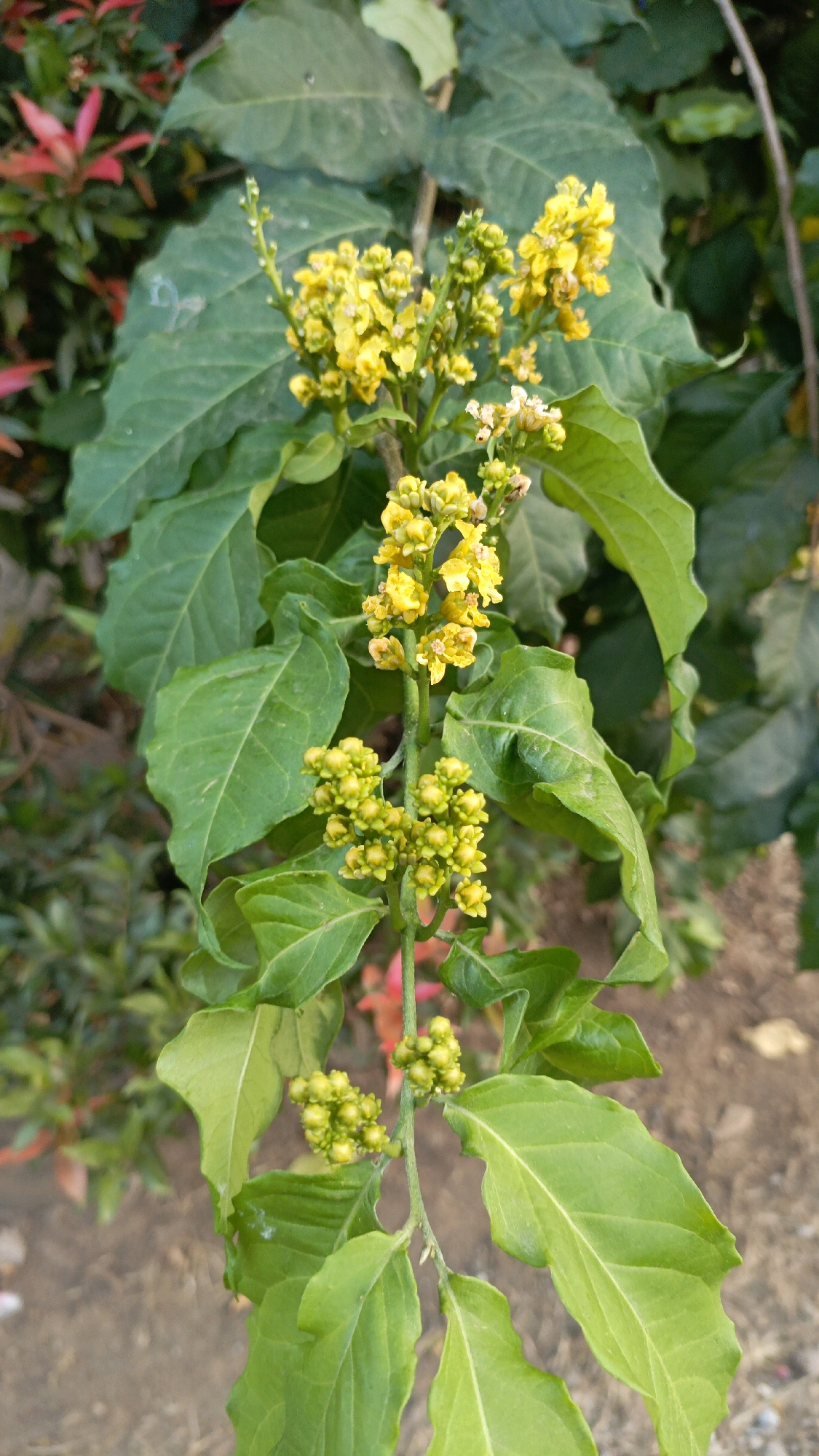 In Salatiga, Indonesia, a detailed shot captures a branch of a plant with green leaves and clusters of small, yellow flowers. The plant is in focus, with a blurred background of more greenery and a patch of dry ground. The leaves are ovate with serrated edges, and the flowers appear to be in various stages of bloom, some forming dense bunches of buds. The lighting suggests an outdoor setting, likely during daylight hours.